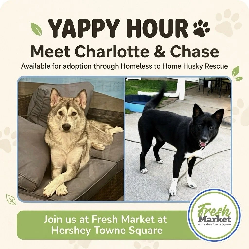 Meet Charlotte &amp; Chase 🐾 This bonded pair once shared a laundry basket on the streets with their four puppies.&nbsp;&nbsp;Now their pups have found homes, and mom and dad are looking for theirs 🥹 Come say hi at Yappy Hour and learn how to adopt