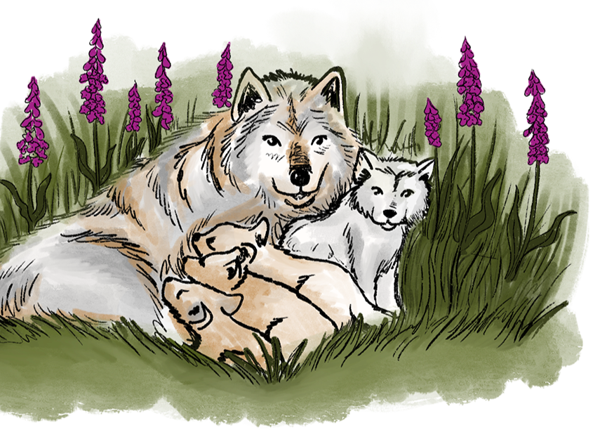Illustration of a family of wolves, with two adult wolves and three pups, resting in a grassy area surrounded by purple flowers.