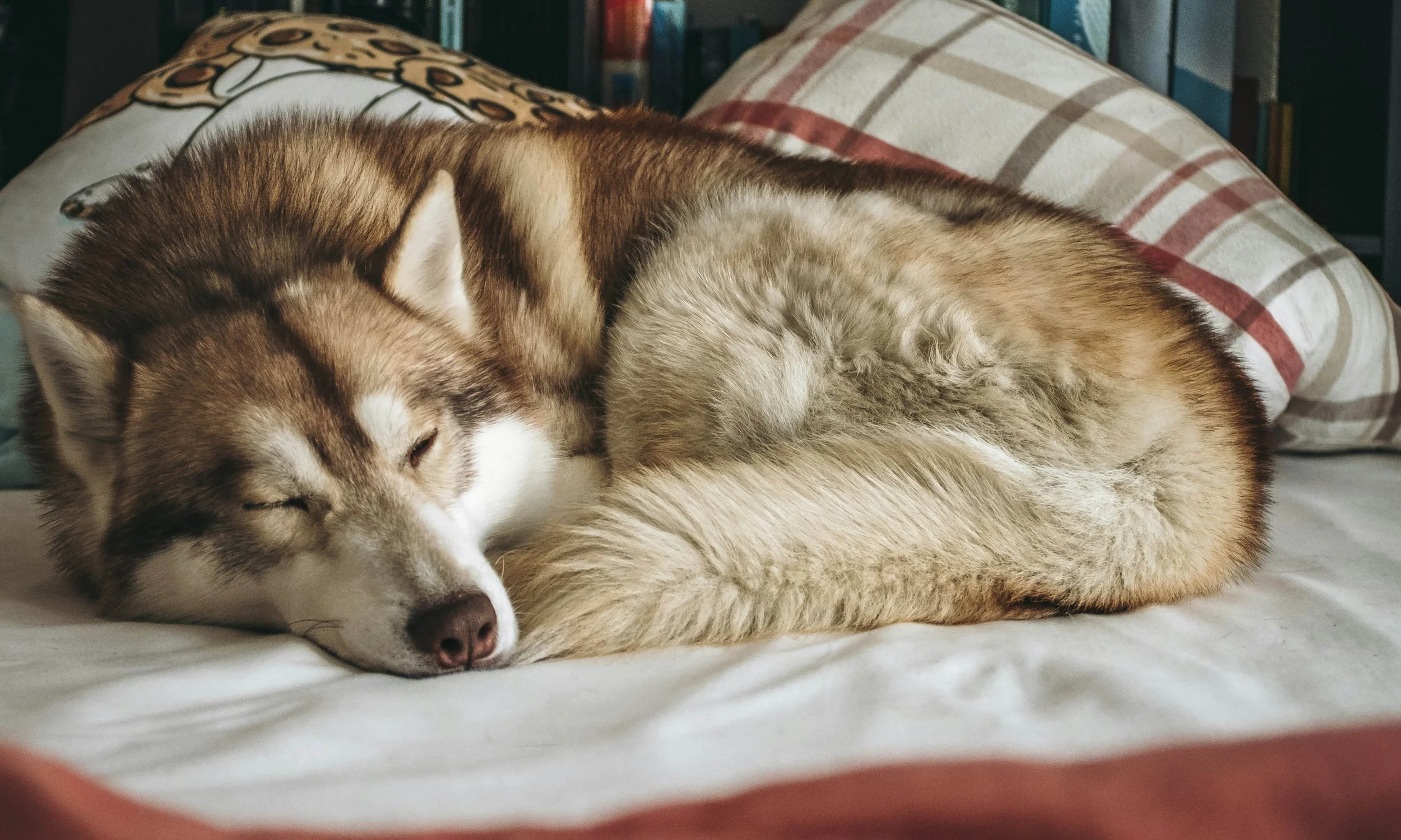 Bringing Home Baby to Meet Fido