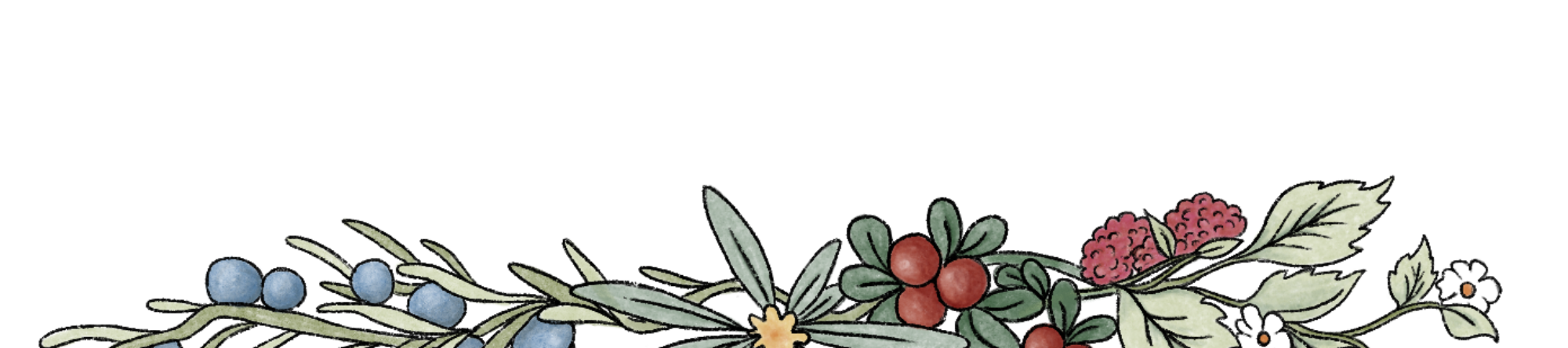 Illustration of an olive branch with blueberries, red berries, pink berries, and white flowers.