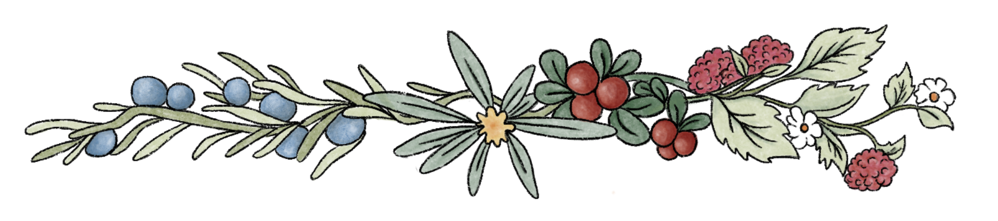 Illustration of a decorative branch with blue berries on the left, red berries with leaves in the middle, and pink berries with white flowers on the right.