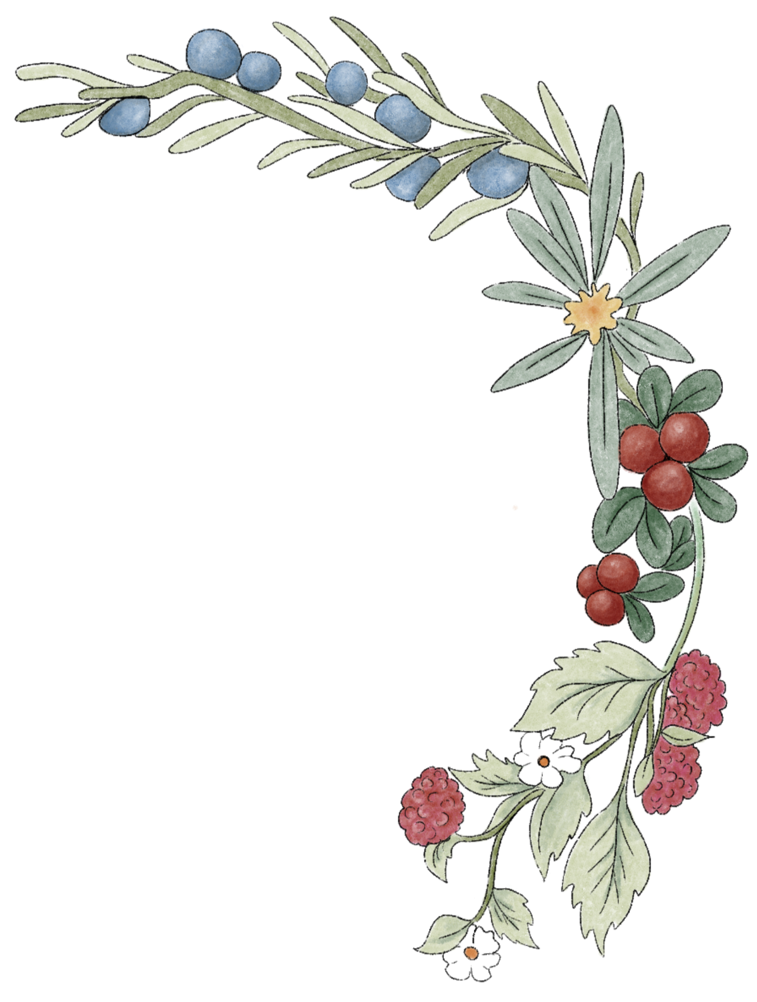 Illustration of a decorative floral border featuring blueberries, cranberries, pink berries, white flowers, and green leaves.
