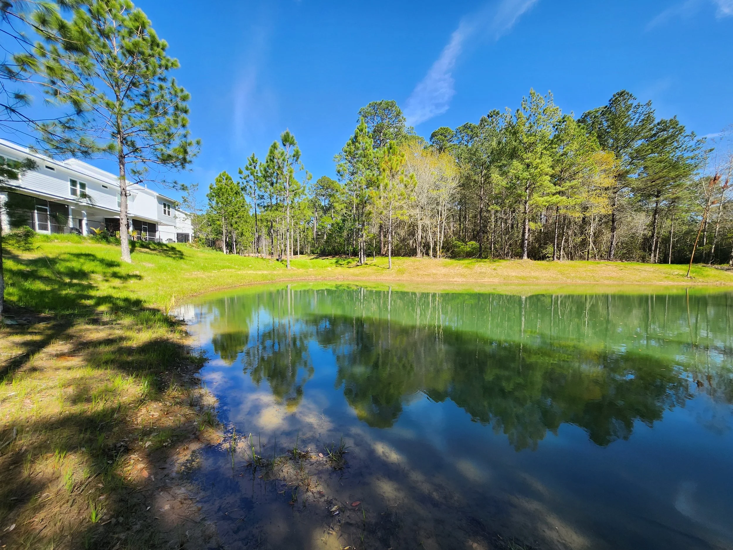 A peaceful pond surrounded by grassy banks and tall pine trees under a clear blue sky, with a white residential building visible on the left side.