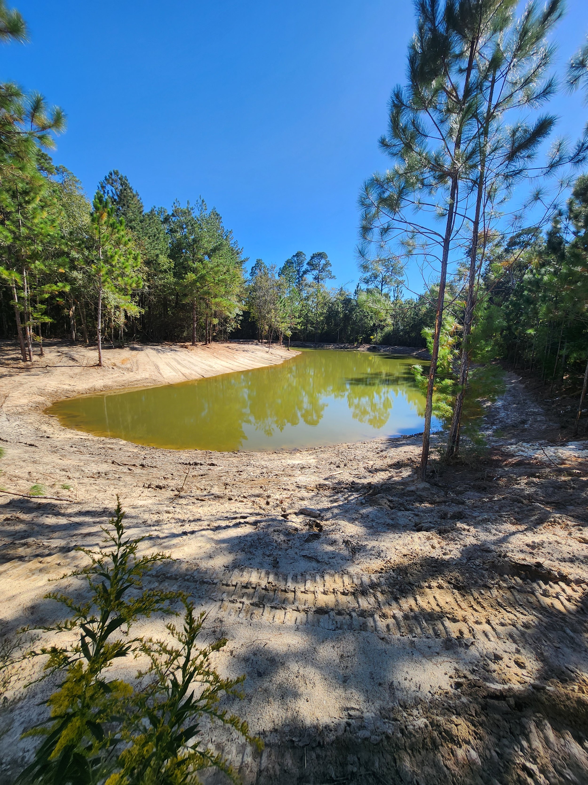 A small pond surrounded by trees and sandy dirt on a bright sunny day.