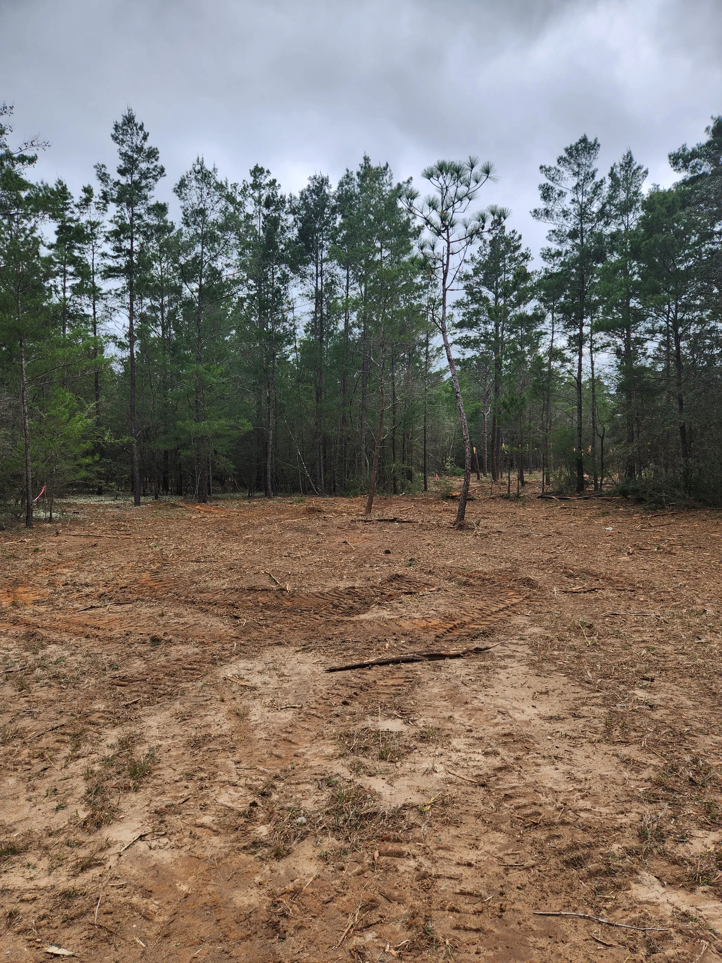 A cleared dirt area in a forest with tire tracks and a few small trees, surrounded by dense pine trees under a cloudy sky.