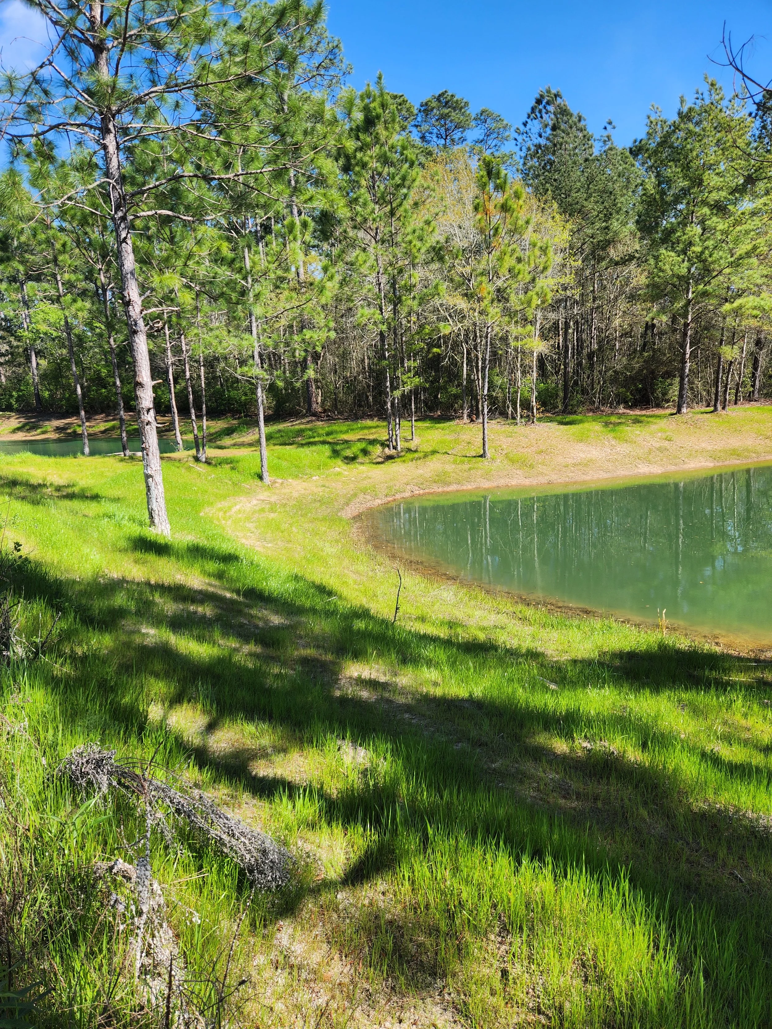 A serene pond surrounded by lush green grass and pine trees, with a bright blue sky overhead.