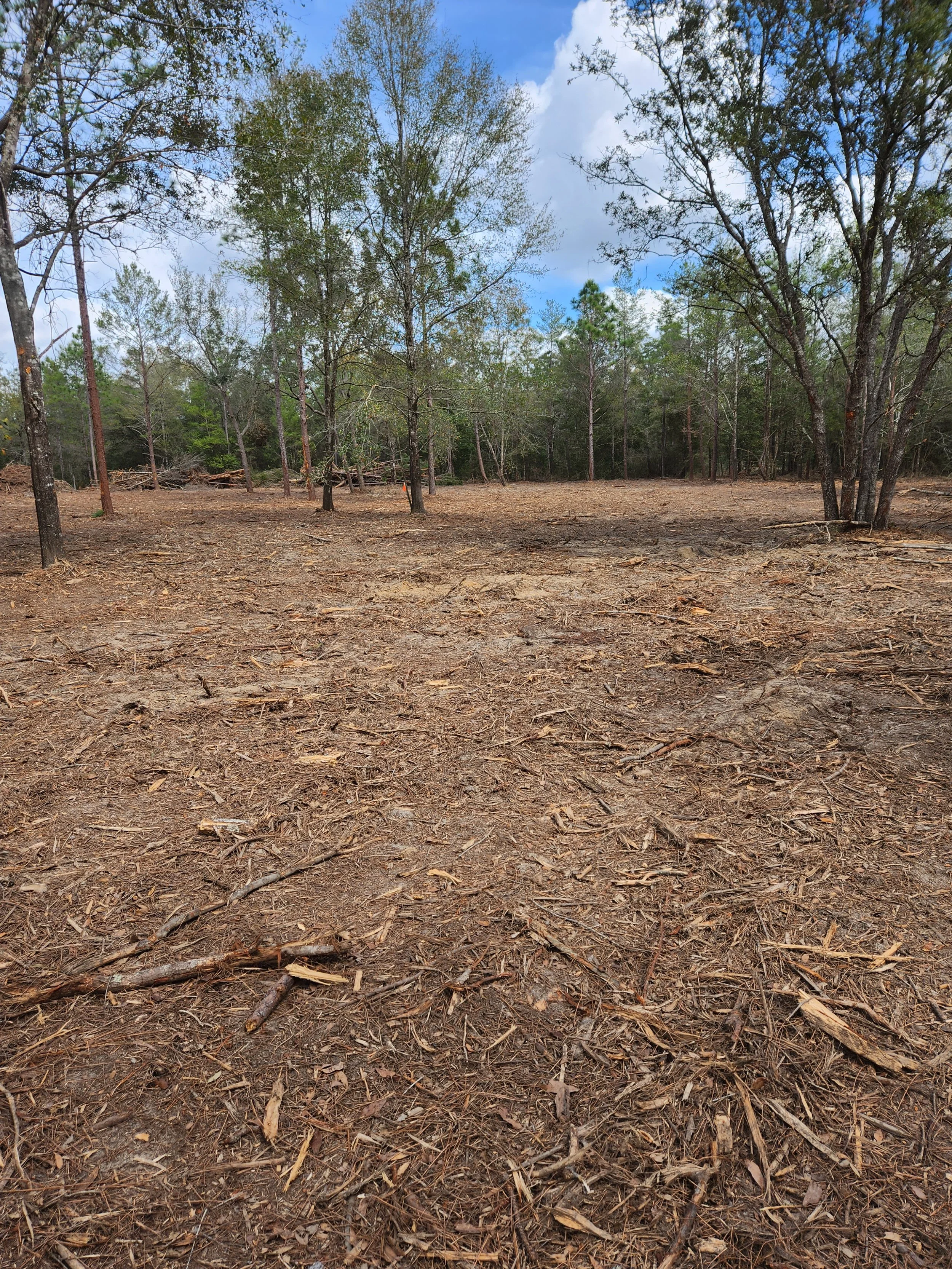 A cleared forest area with a few remaining trees, dry ground covered with wood debris, and a bright blue sky with some clouds.