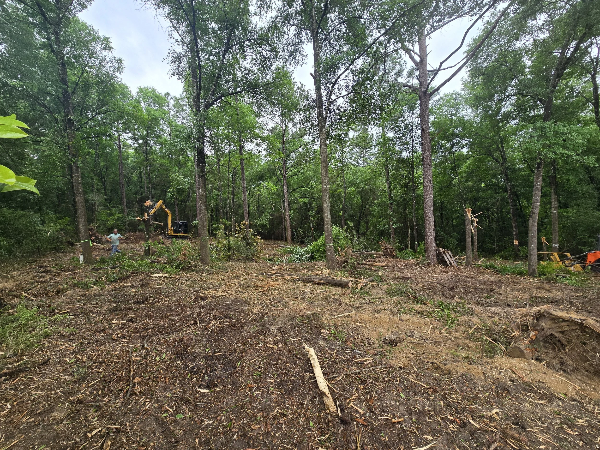 A cleared section of a forest with small trees and debris on the ground, machinery, and a person wearing a hat operating equipment in the background.
