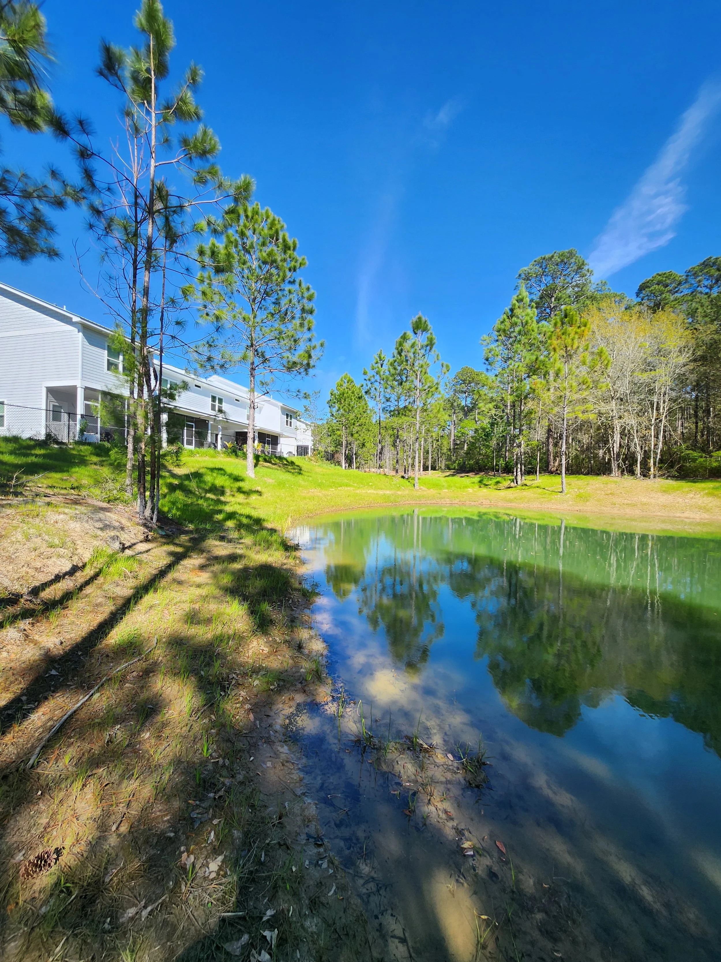 A small pond surrounded by grass and tall pine trees in front of modern white houses under a clear blue sky.