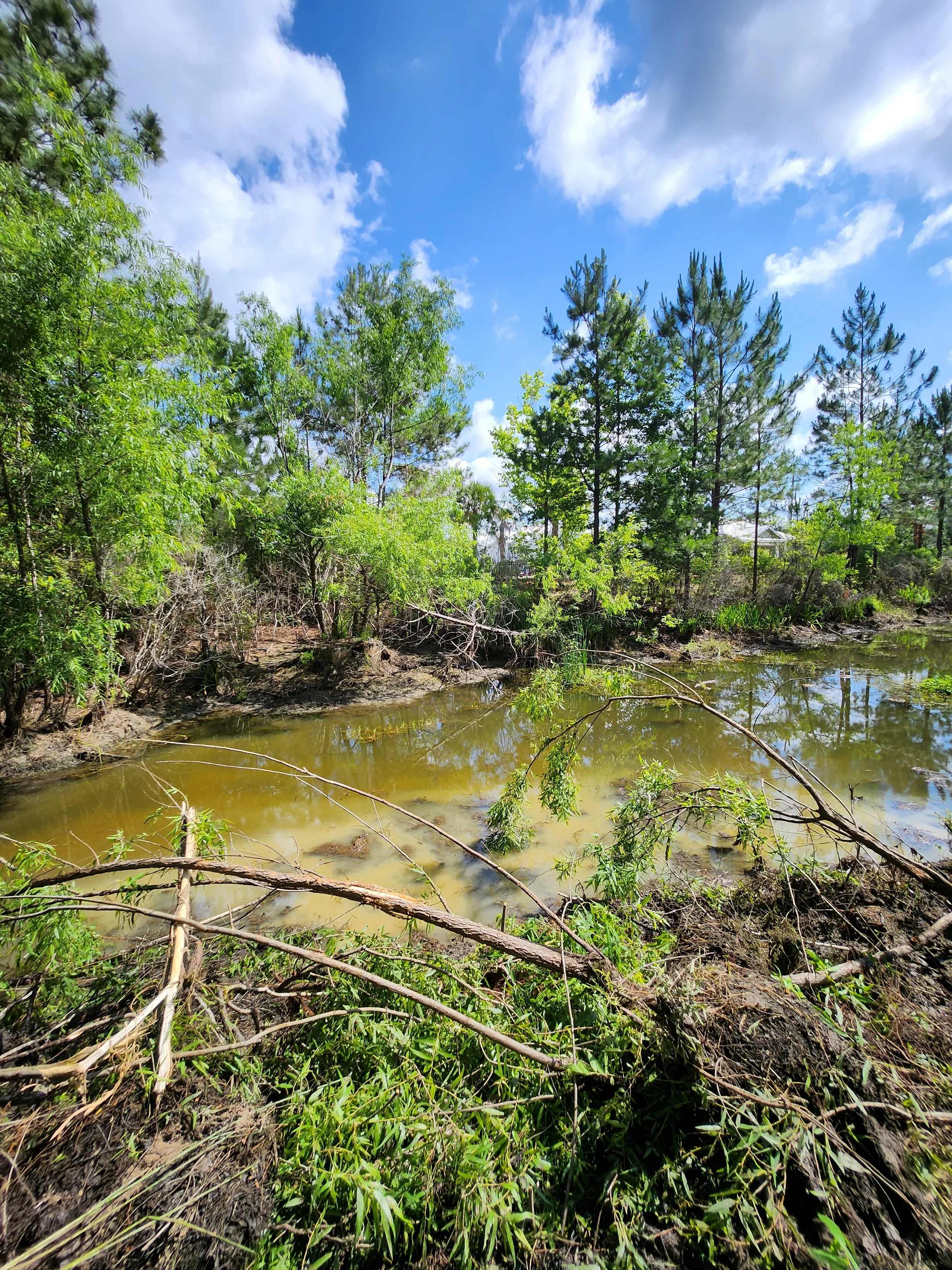 A small, muddy pond surrounded by green trees and bushes under a partly cloudy blue sky.