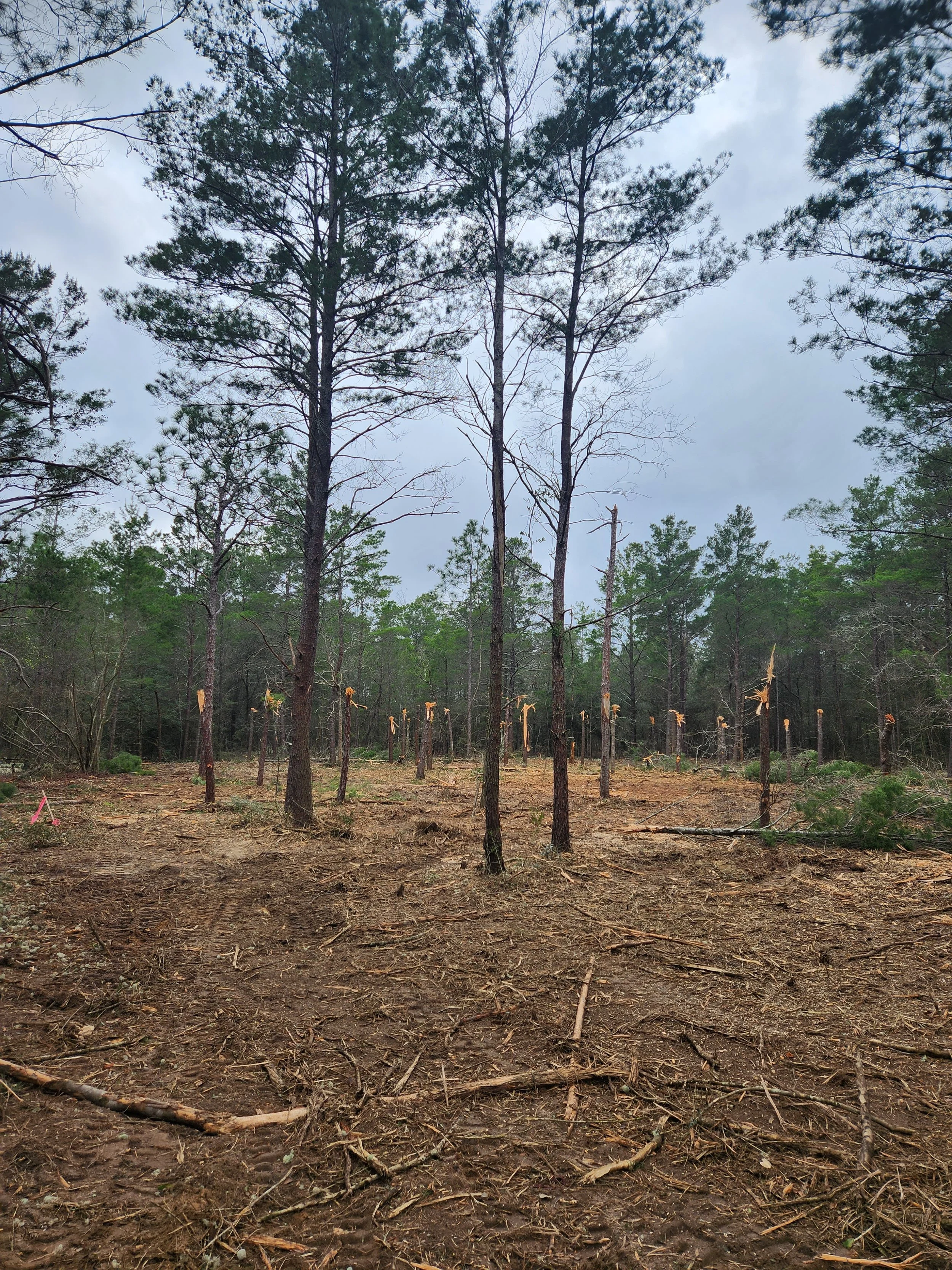 A forest with tall, sparse trees marked with orange tape, and a muddy, cleared ground.