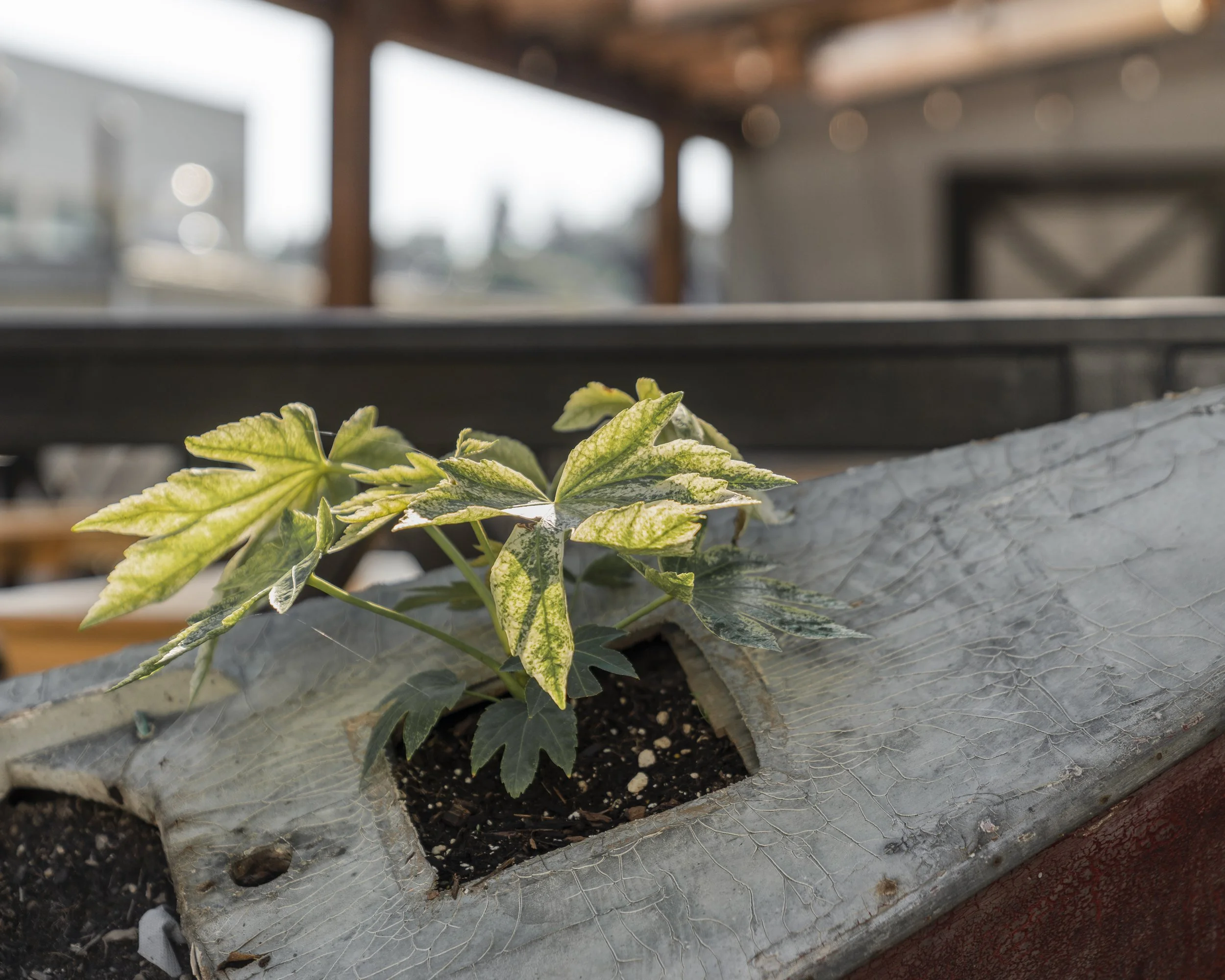 Saint Bread_RE_003.jpg