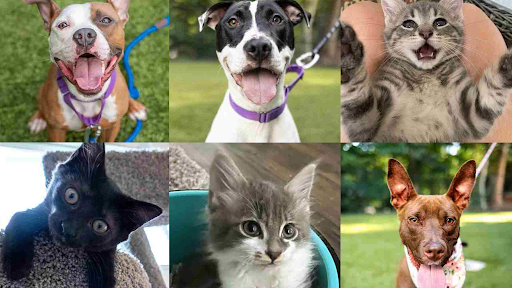 Wake County Animal Shelter Donation Bin