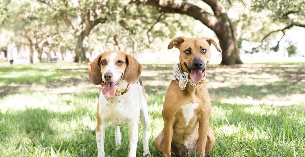 A Charleston Dog-Friendly Lifestyle Guide (For Calm, Well-Mannered Dogs)
