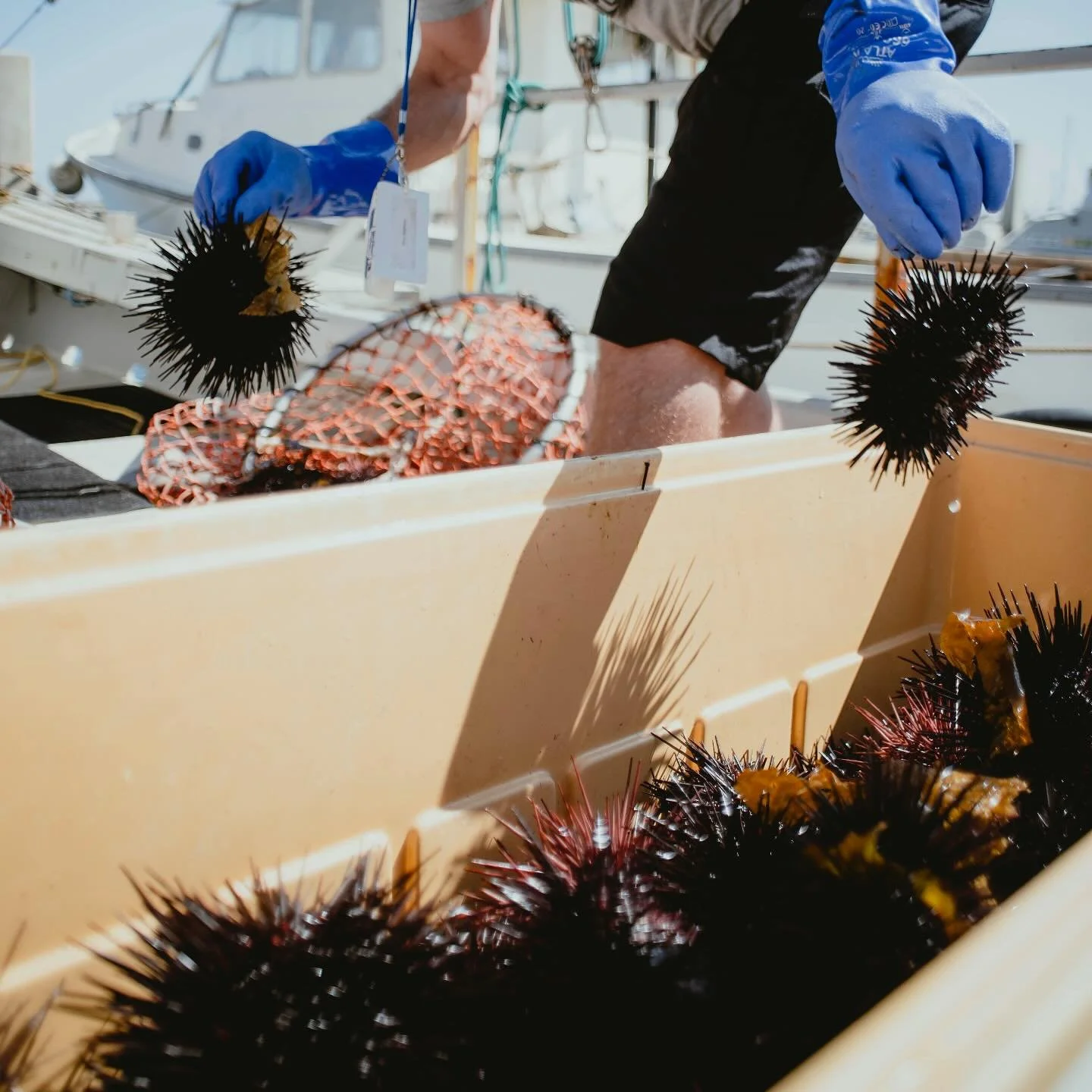 @fishermensmarket tomorrow! 🐟