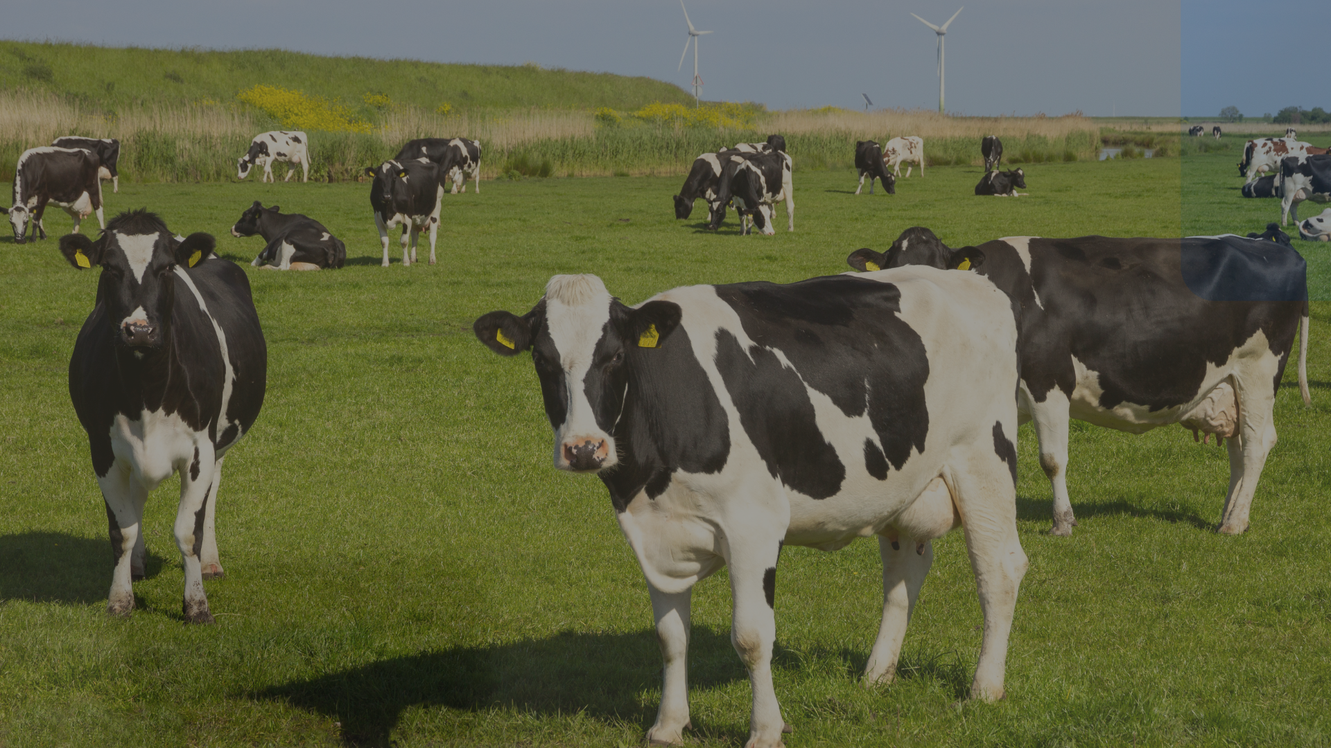 Black and white cows grazing in a green field with wind turbines in the background under a cloudy sky.