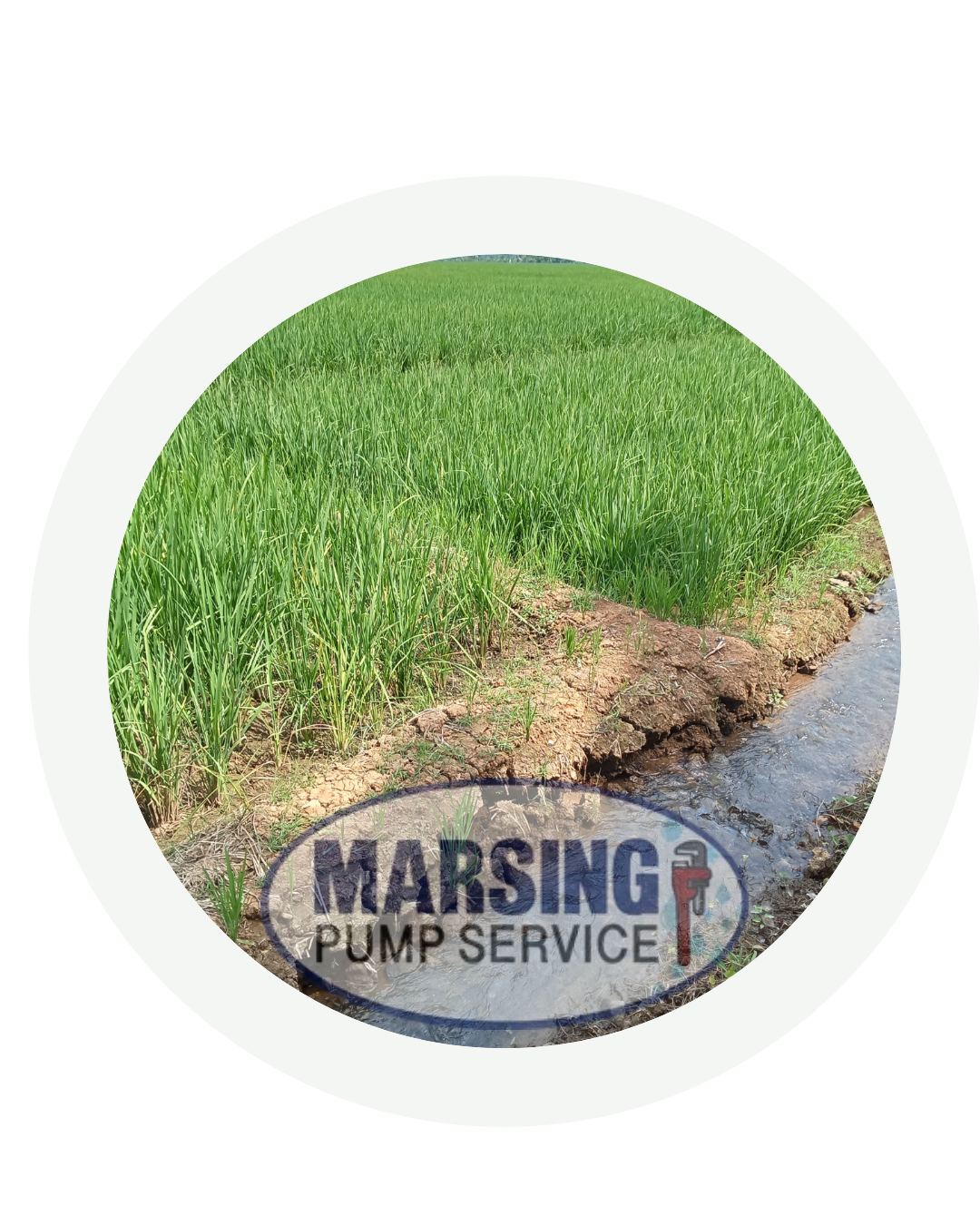 Green rice field with a small waterway and a logo for Marsing Pump Service overlayed at the bottom of the image.