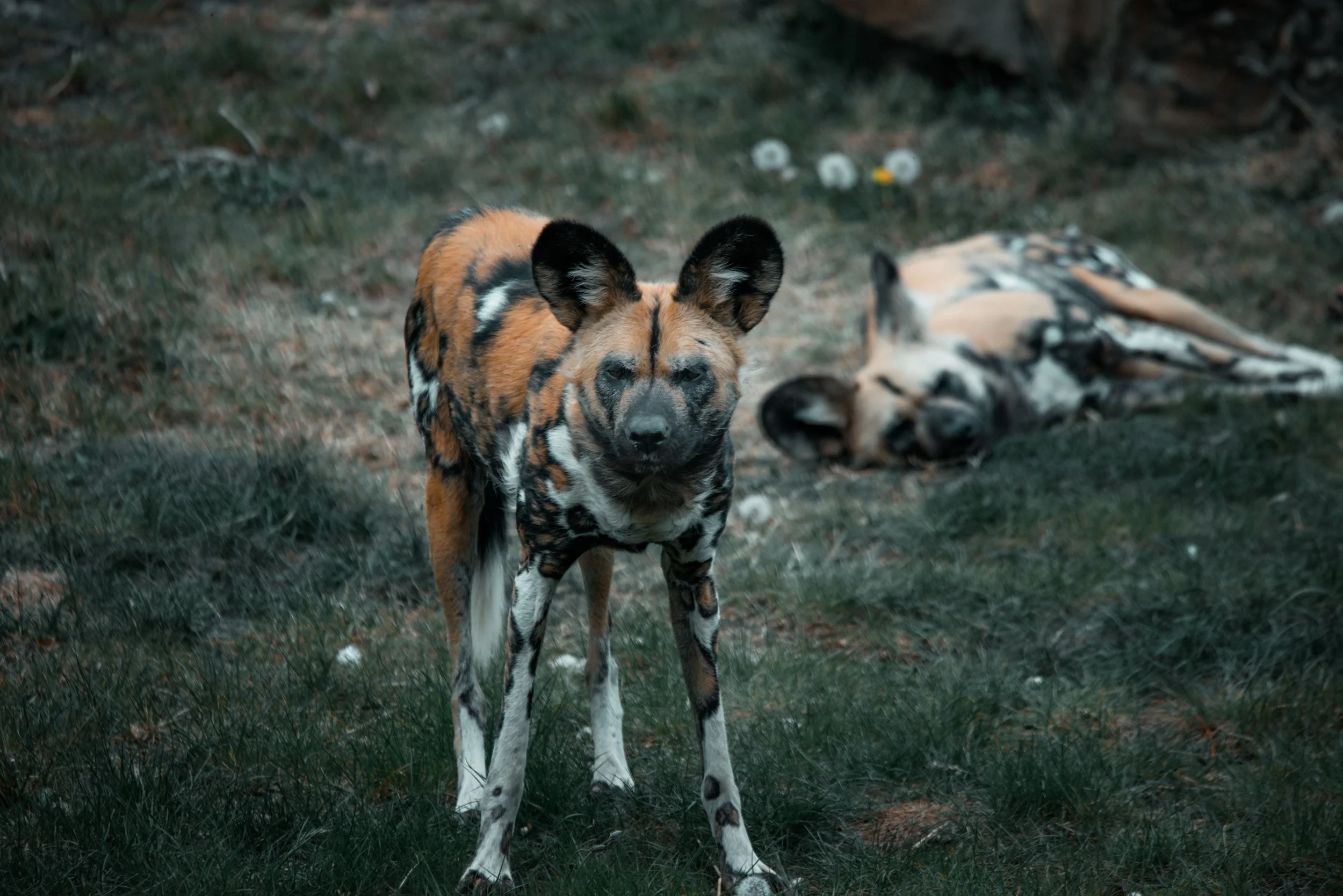 Africa Beyond the Big Five 