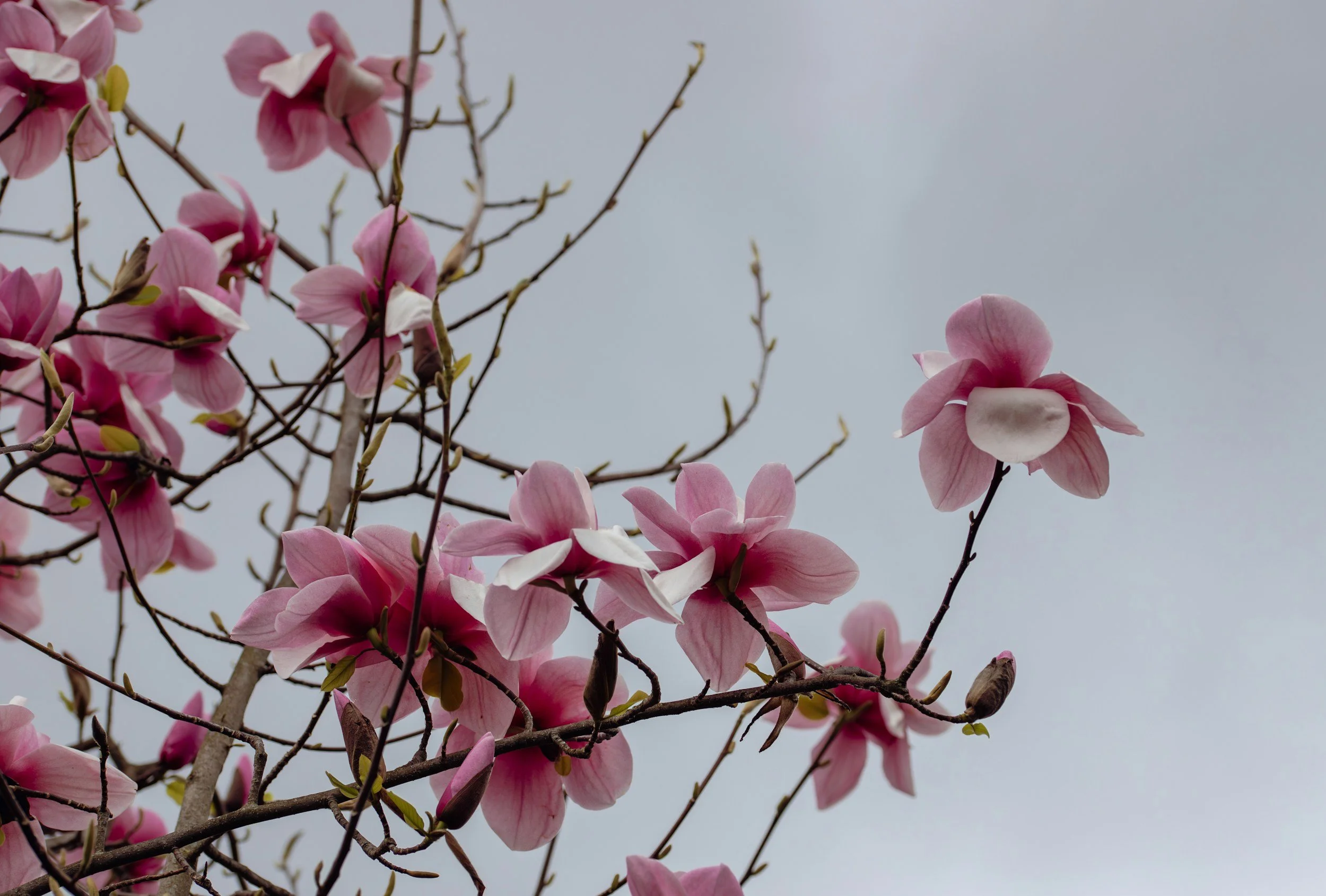 Woman experiencing spring anxiety and seasonal nervous system activation — in-person and online therapy in Collegeville, PA and across Pennsylvania and North Carolina