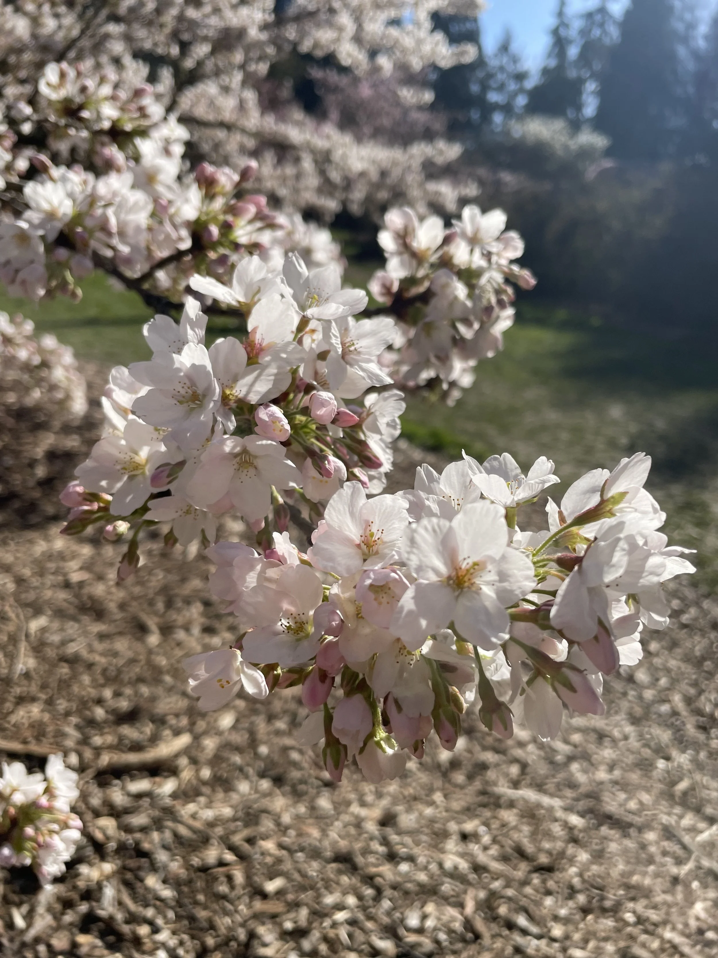 Replacing Doomscrolling with “Bloomstrolling”