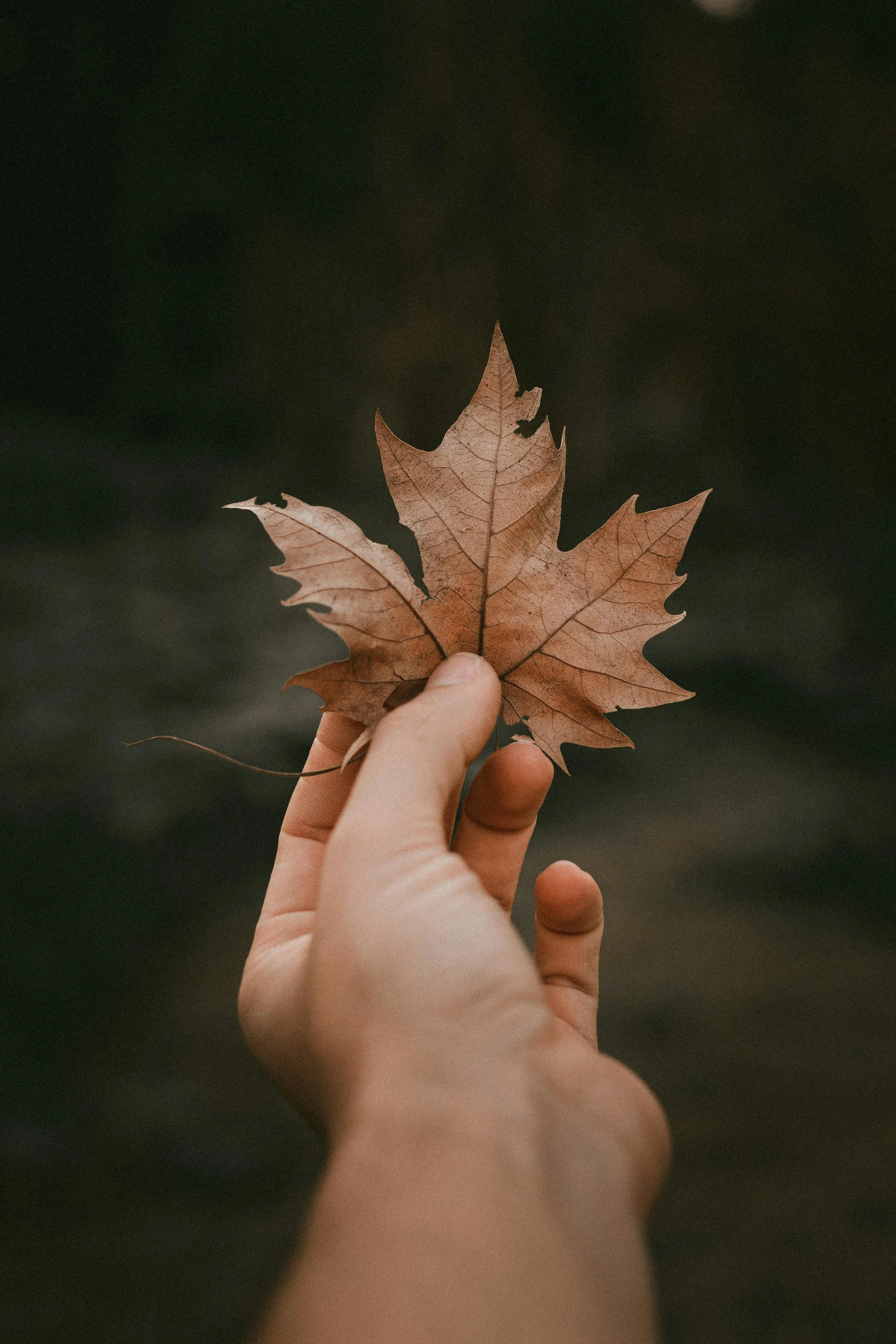 Photo of a hand holding a fall leaf, representing transformation