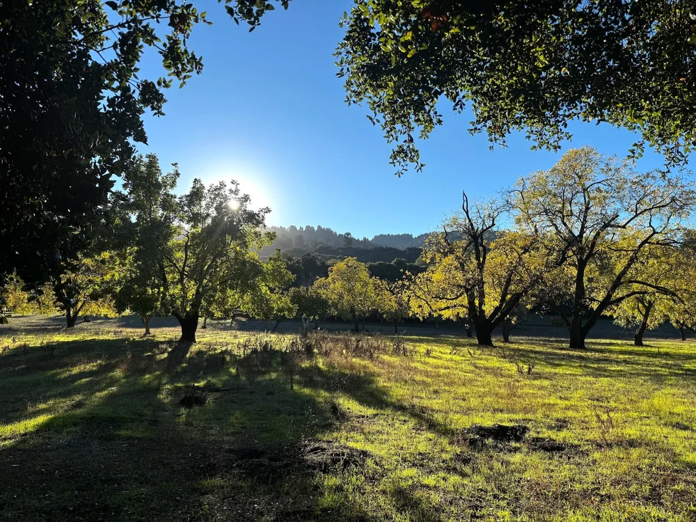 从 Portola Valley 镇中心眺望 Windy Hill