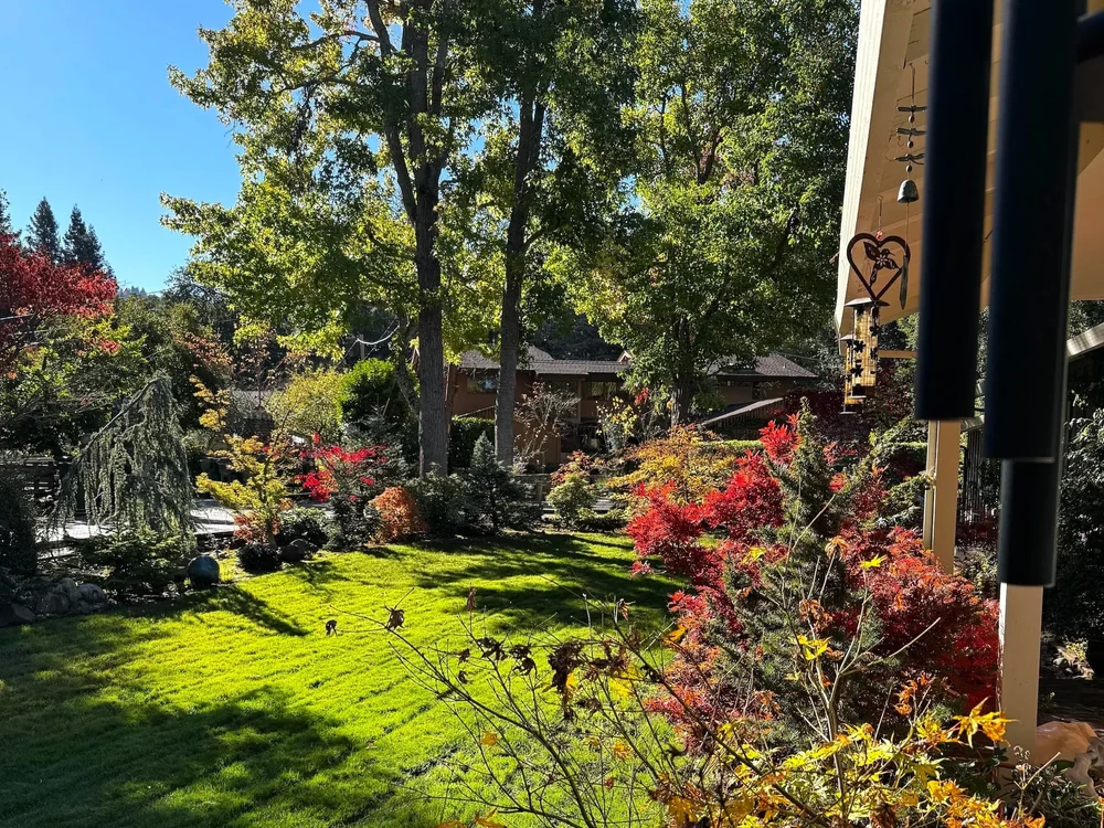Portola Valley 一处住宅的花园