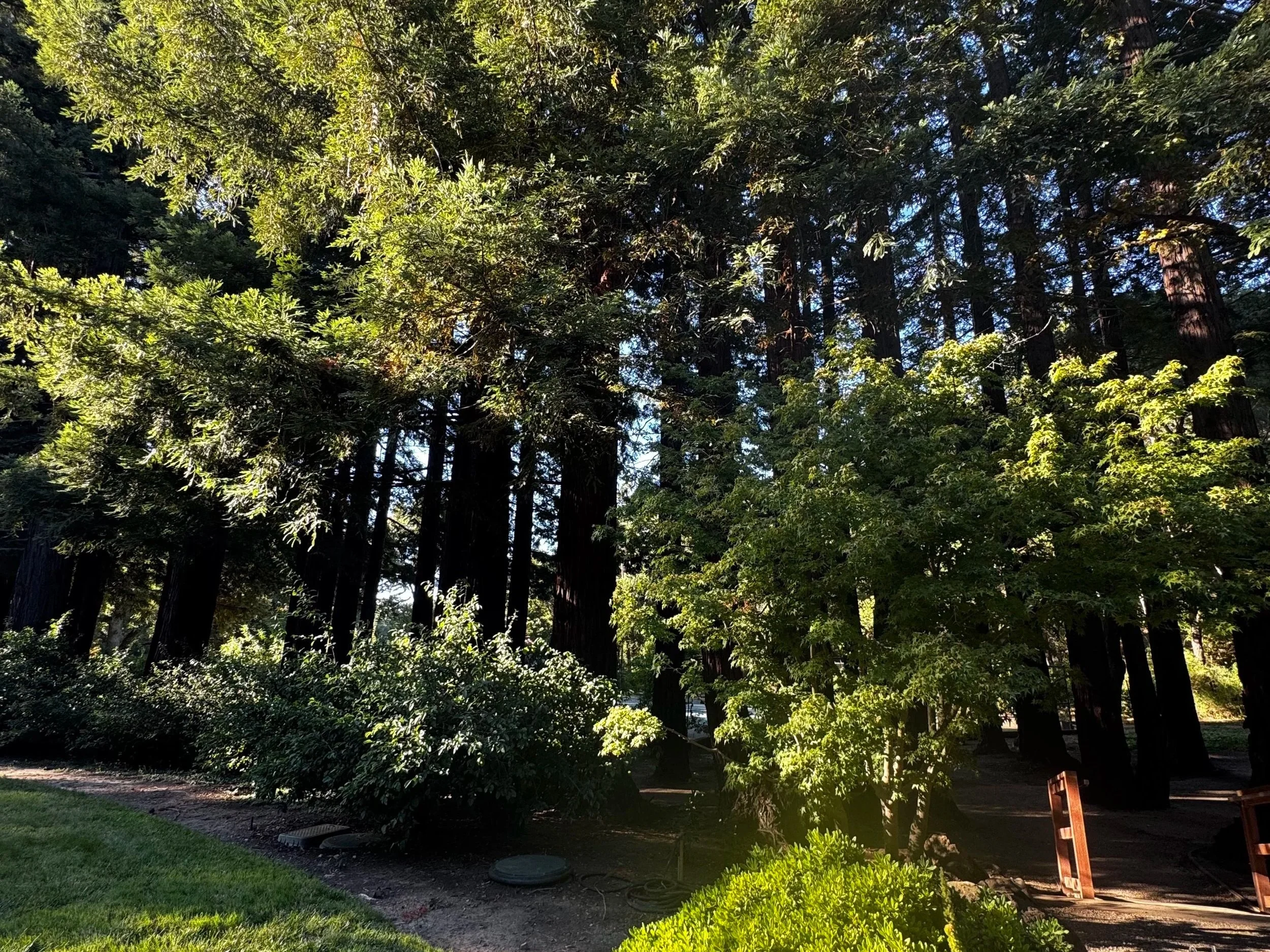 位于加州 Woodside 某私人宅邸的原生红木林景观，展现当地典型的森林自然环境与豪宅地块的自然气质。