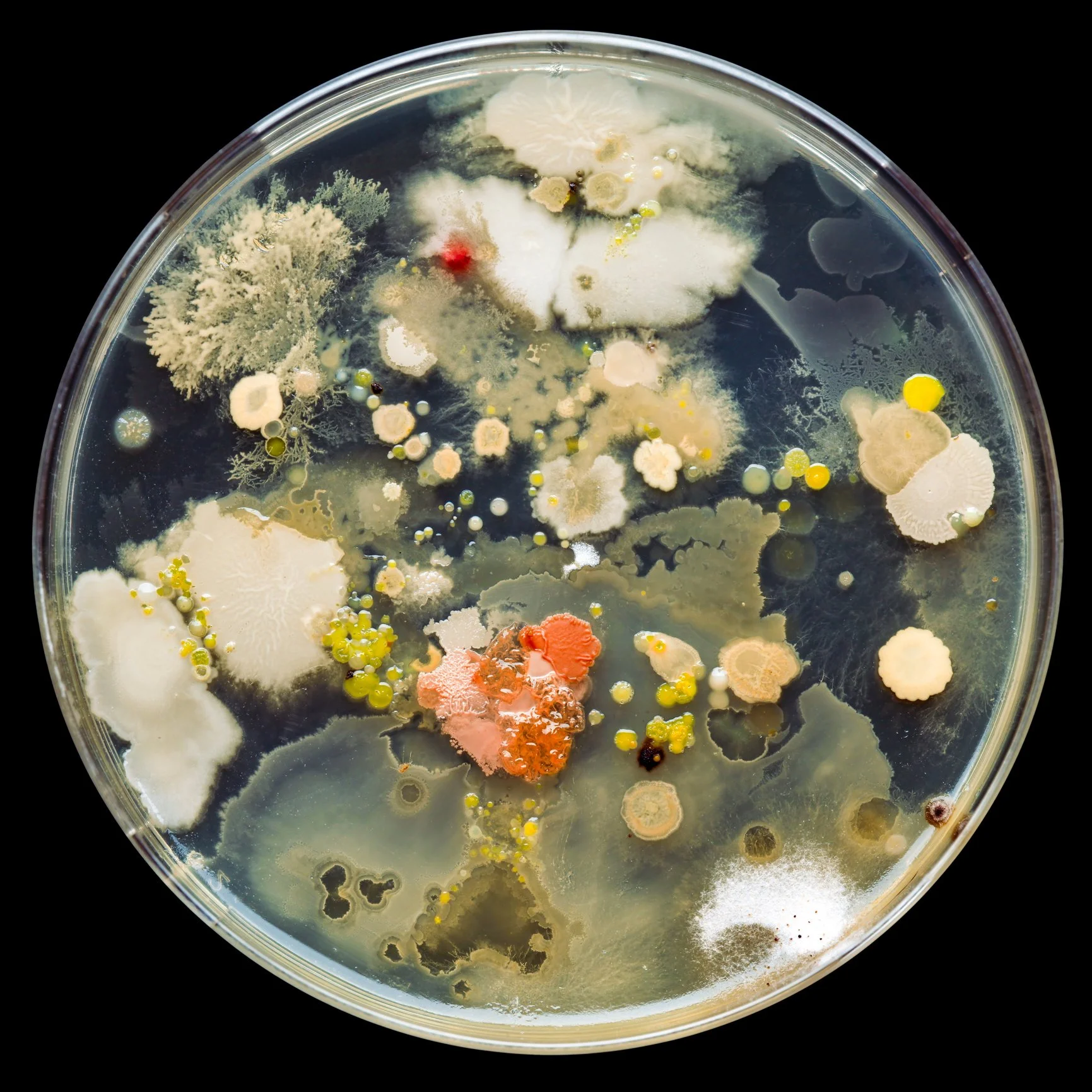 Close-up of mold colonies of various colors and shapes growing on a petri dish with a black background.