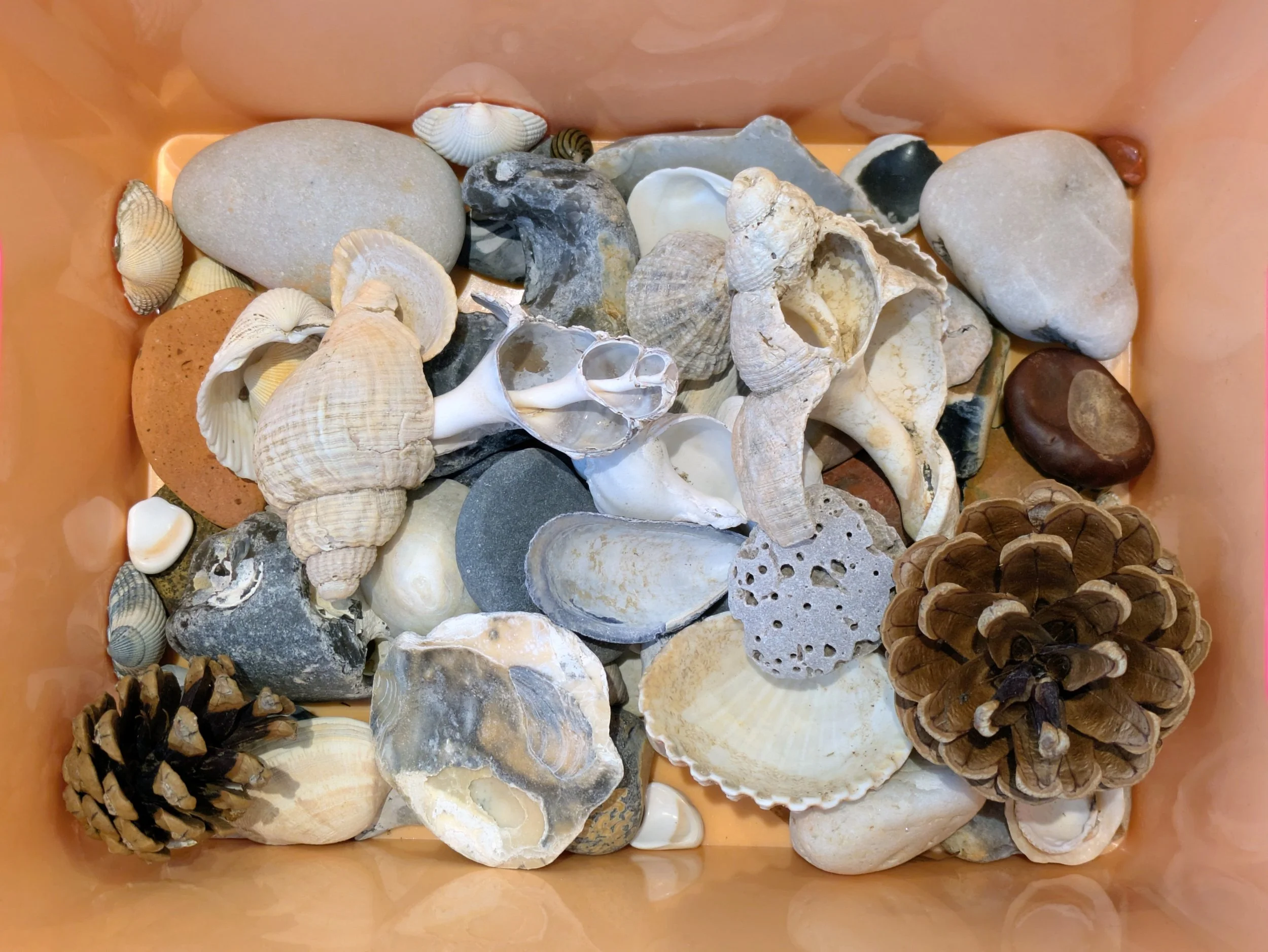 Box of shells, stones and nature