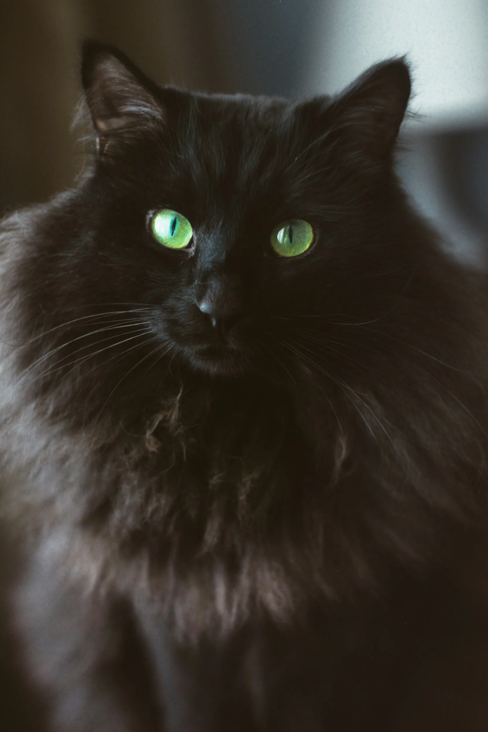 black cat lover cleaning headstones pierce county king county