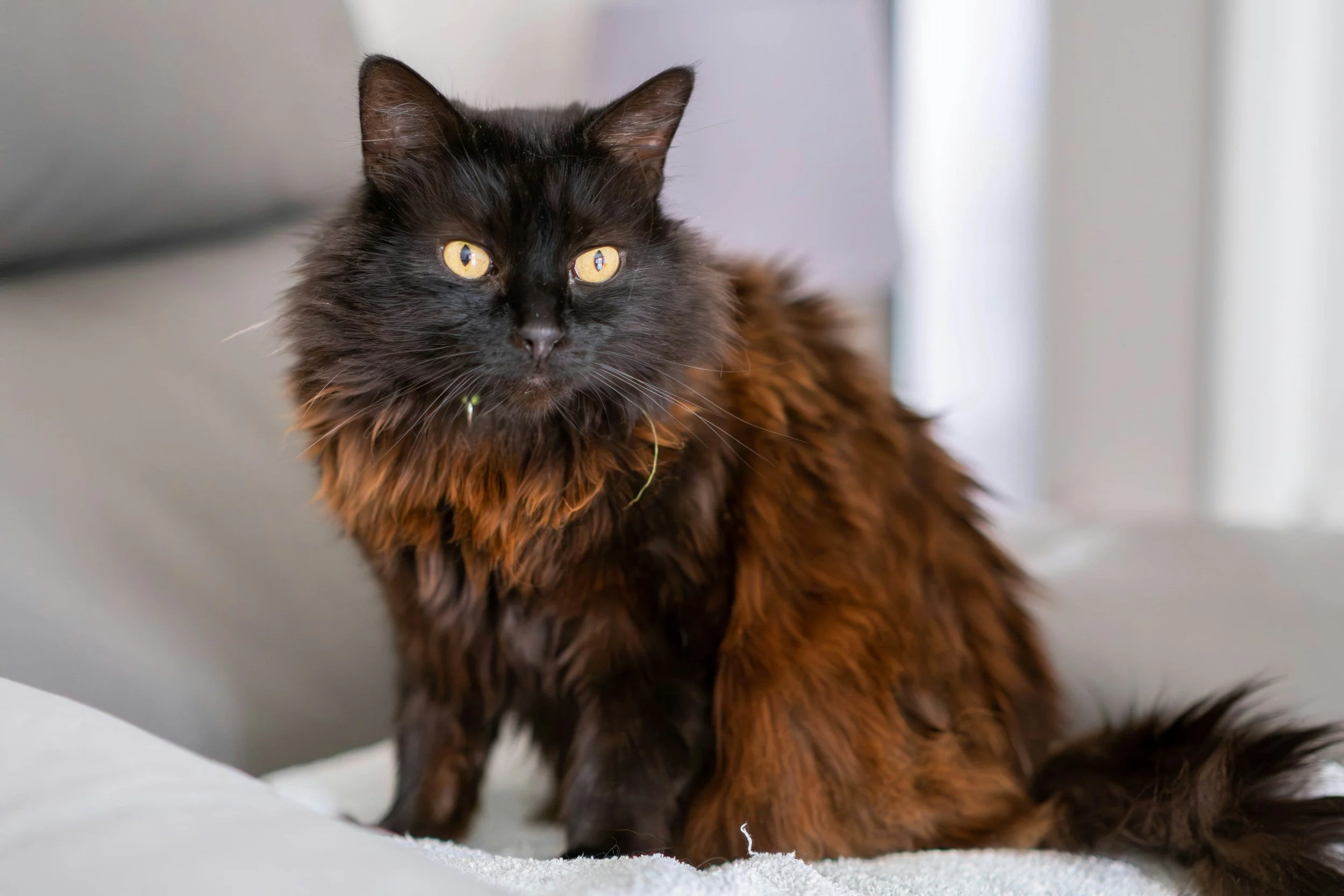 A long-haired black and brown cat sitting on a light-colored surface, with yellow eyes and a slightly fluffy tail.