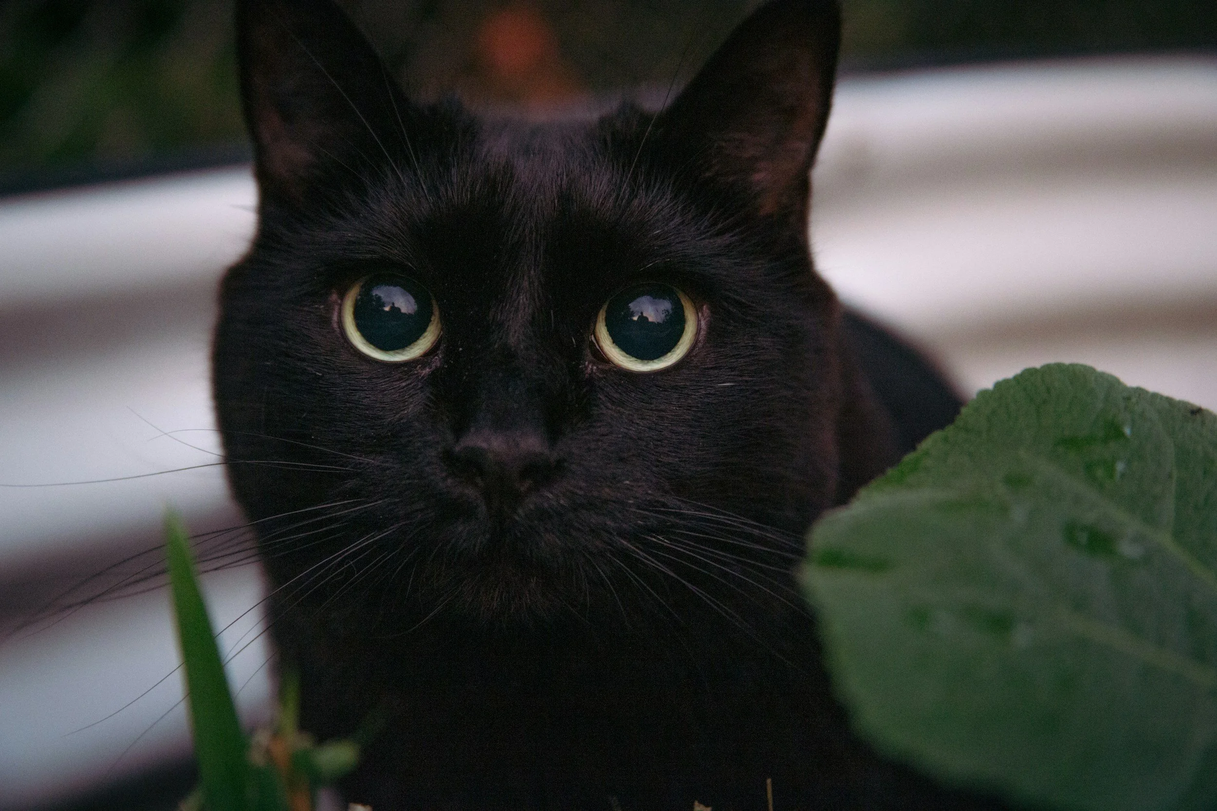 Close-up of a black cat with green eyes, partially obscured by a green leaf, with blurred background.