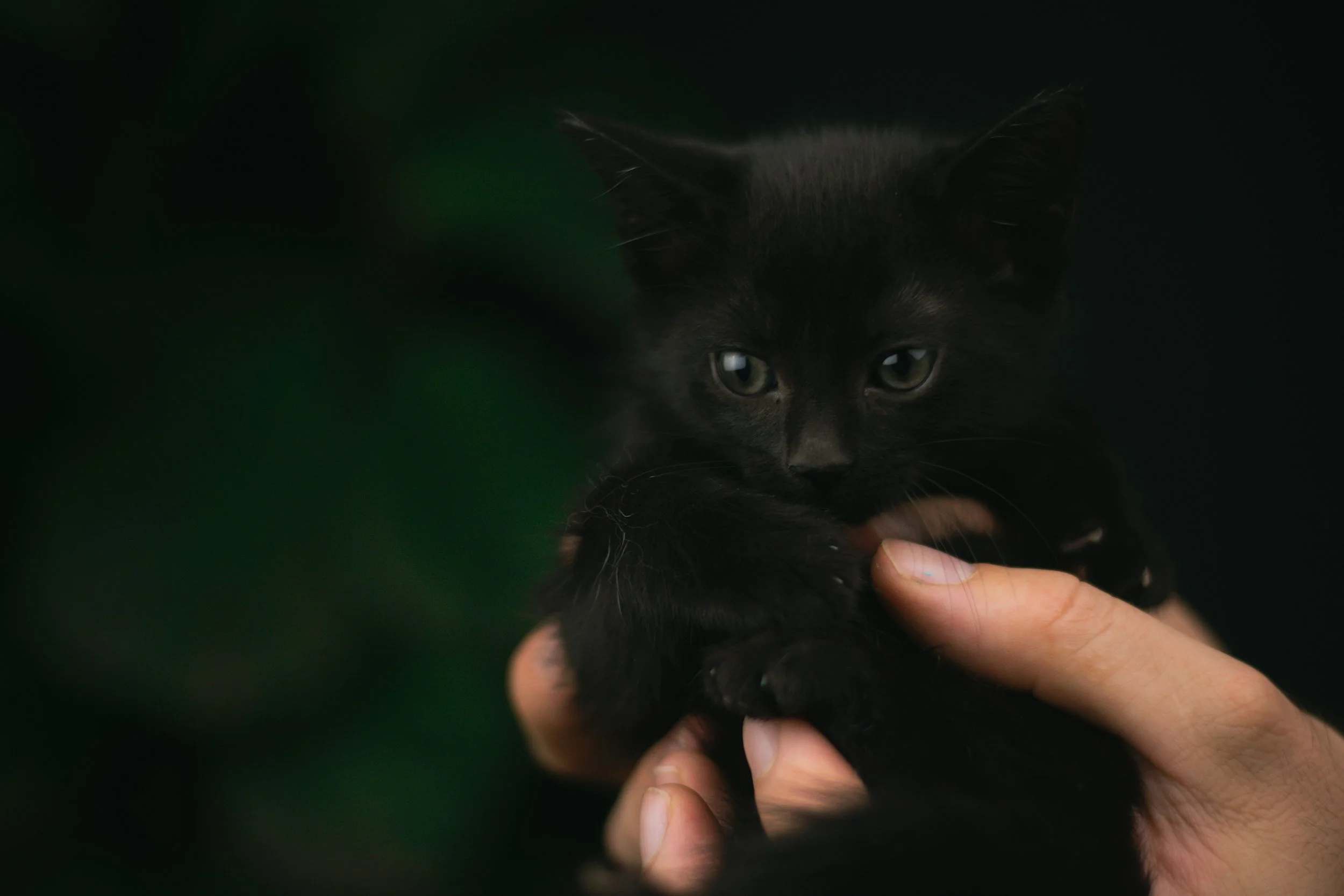 Black kitten being held by a person's hand, facing forward, with dark background.
