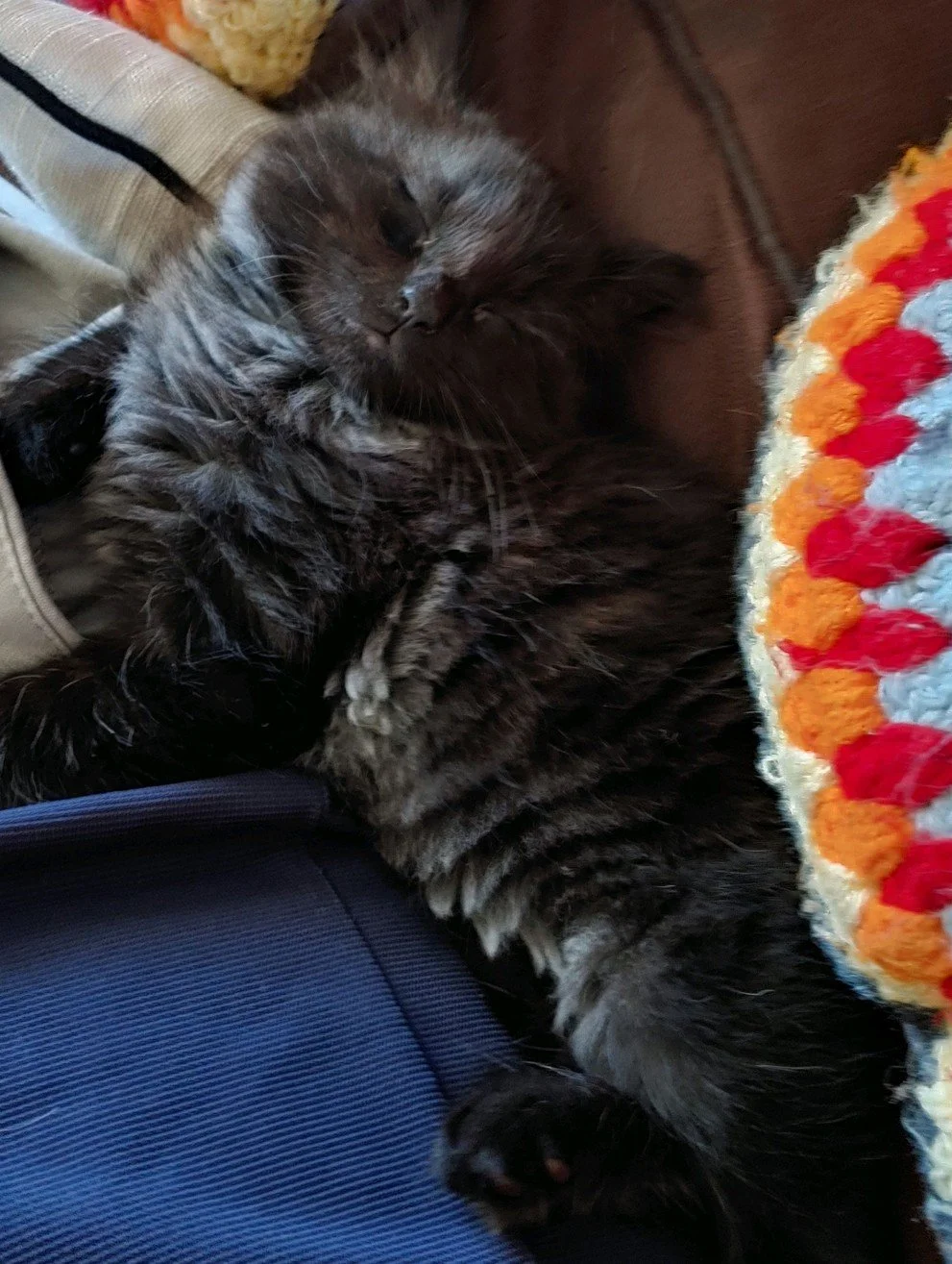 black cat lover smorz CEO  helping veterans