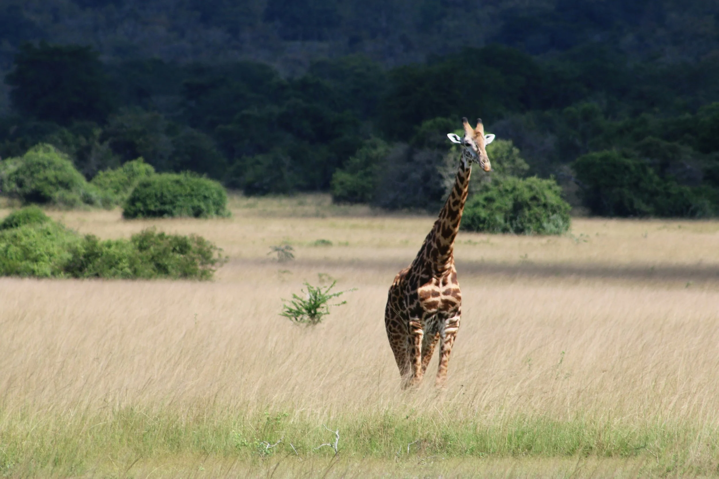 Giraffe, Akagera National Park, Rwanda