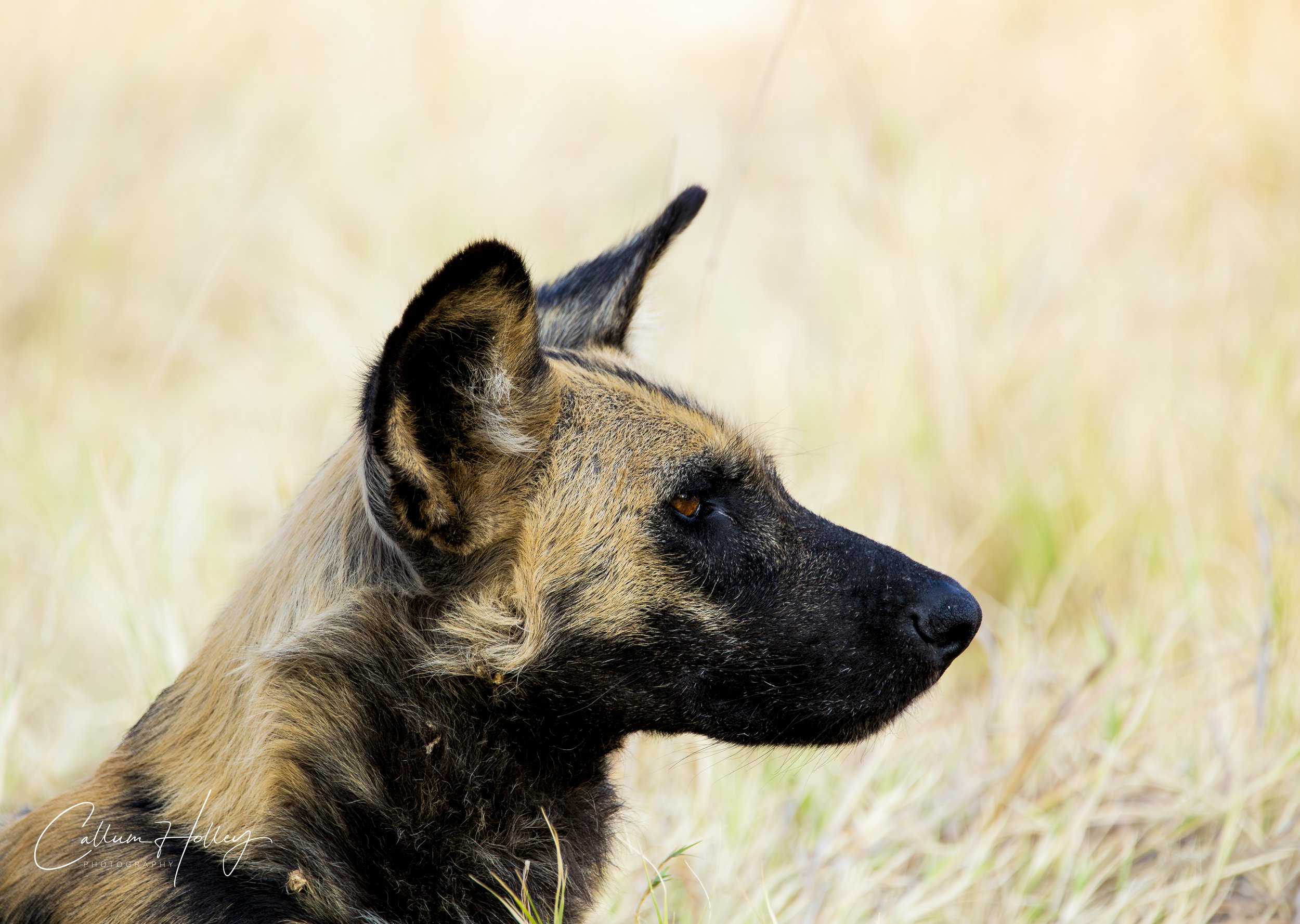 Wild Dog, Africa, Hunting, Lower Zambezi National Park