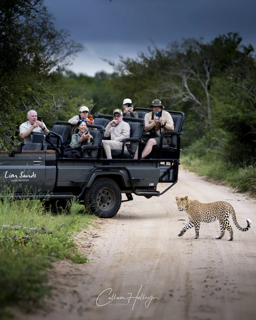 Leopard, Lion Sands, Sabi Sand Game Reserve, South Africa