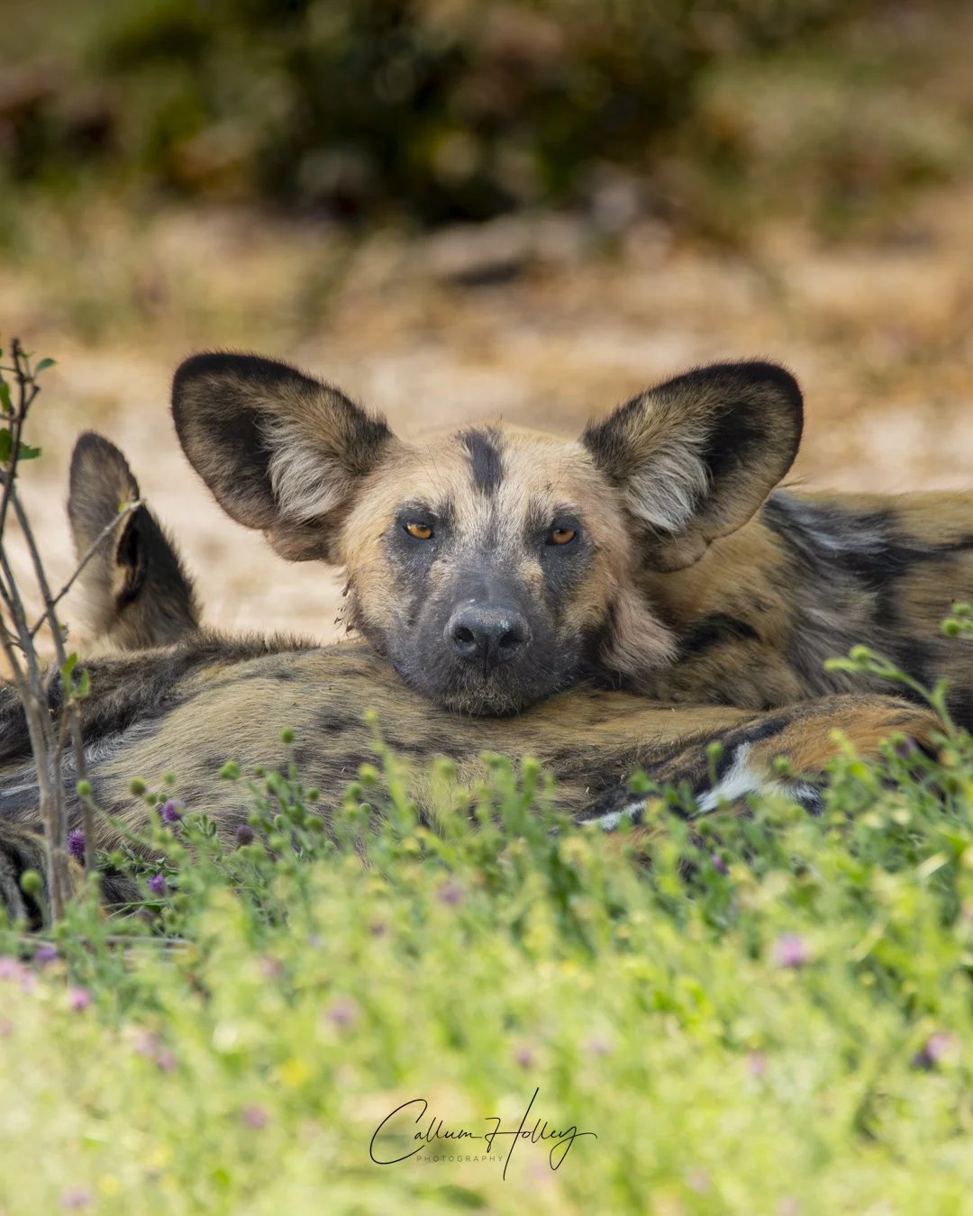 An African Wild Dog resting its head on another member of the pack lying on the ground among green plants and purple flowers.
