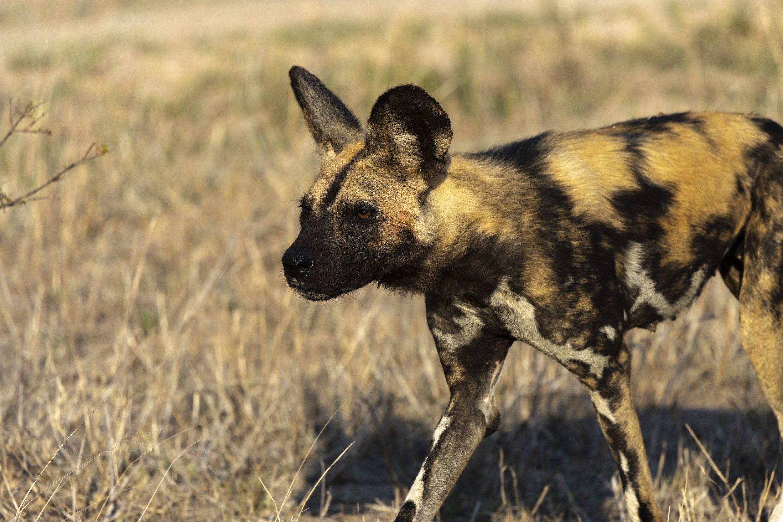An African wild dog with a mix of black, tan, and brindle coat walking through a dry grassy field under sunlight.