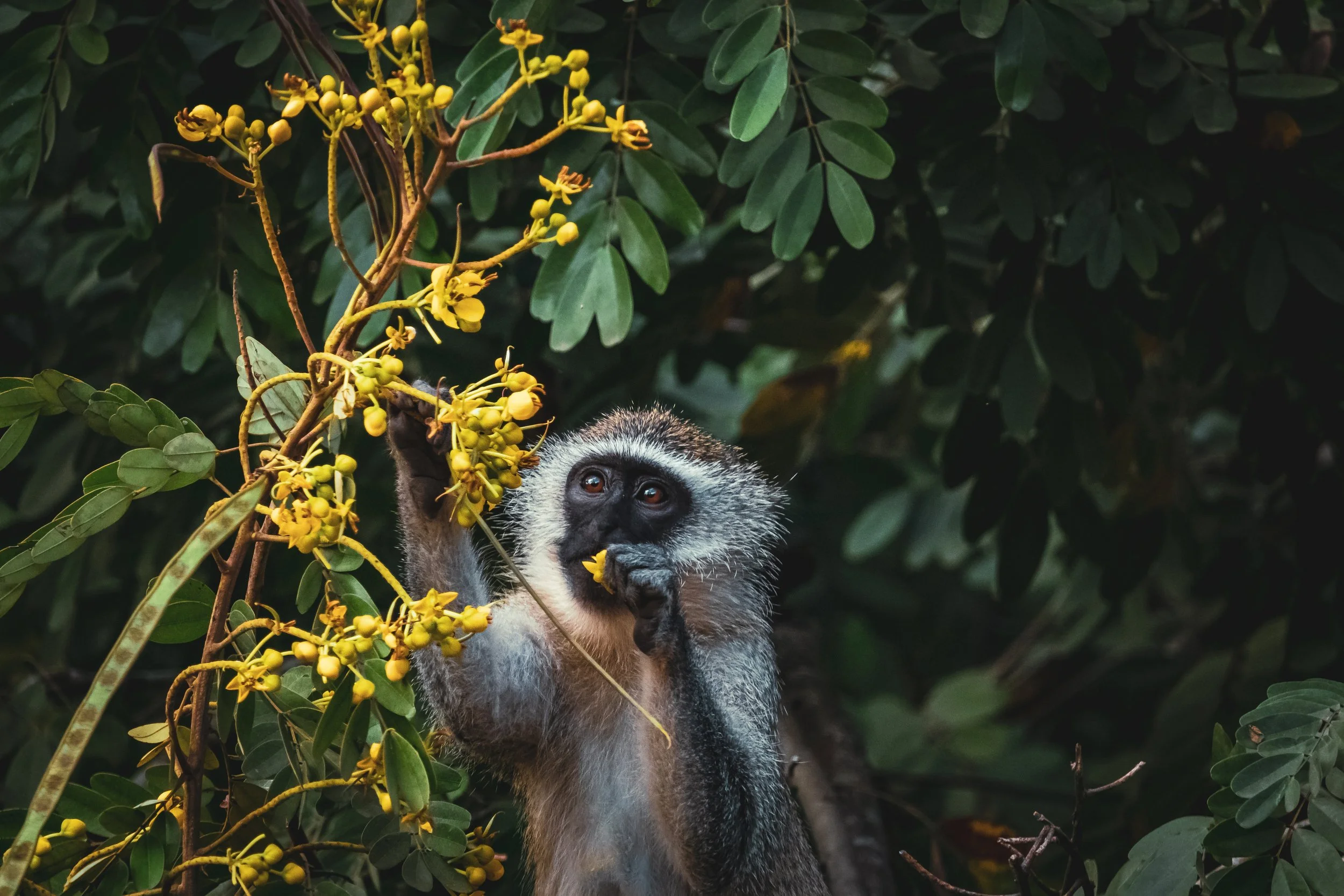 Monkey eating flowers in Gorongoza National Park