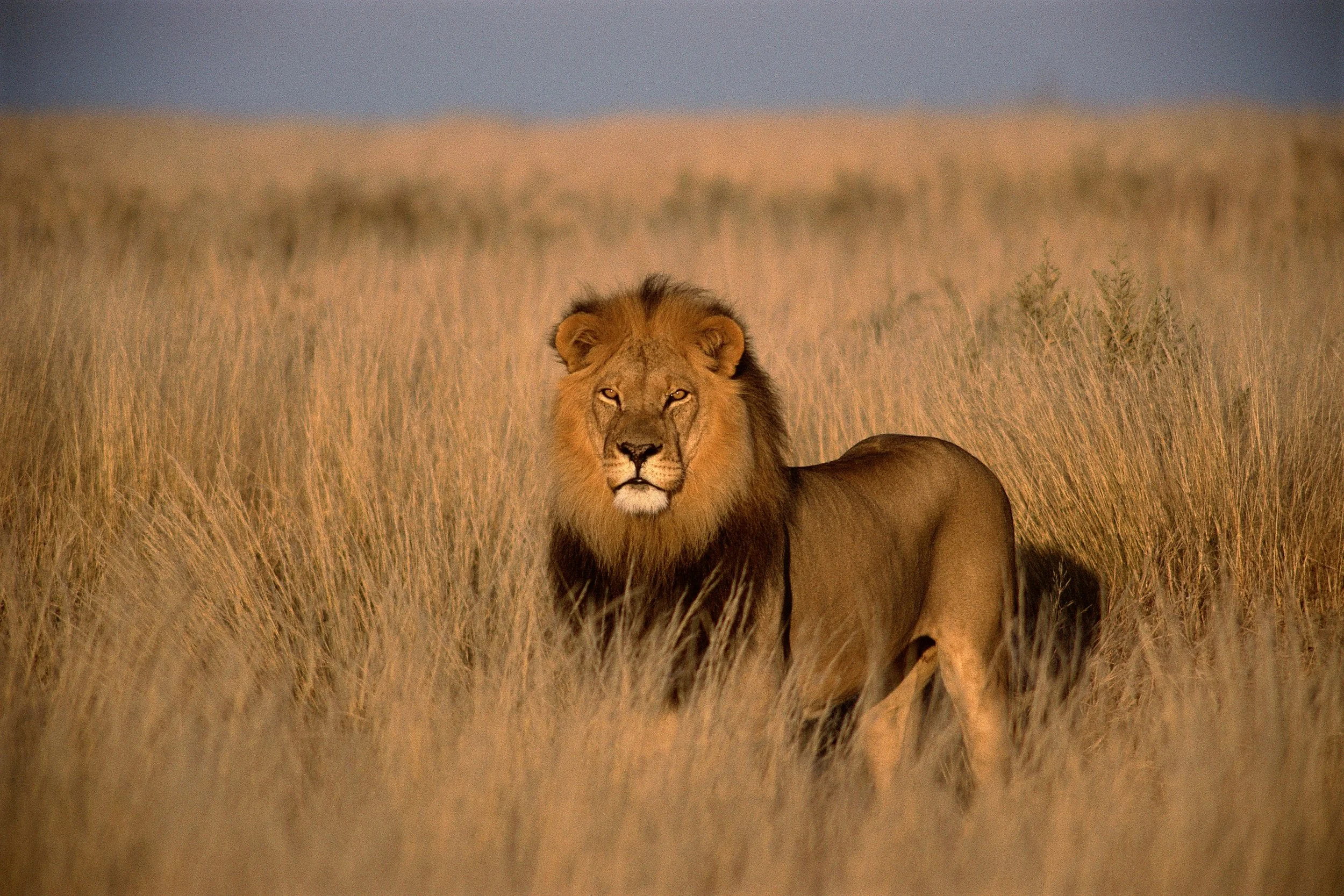 Lion, Tsavo, Kenya