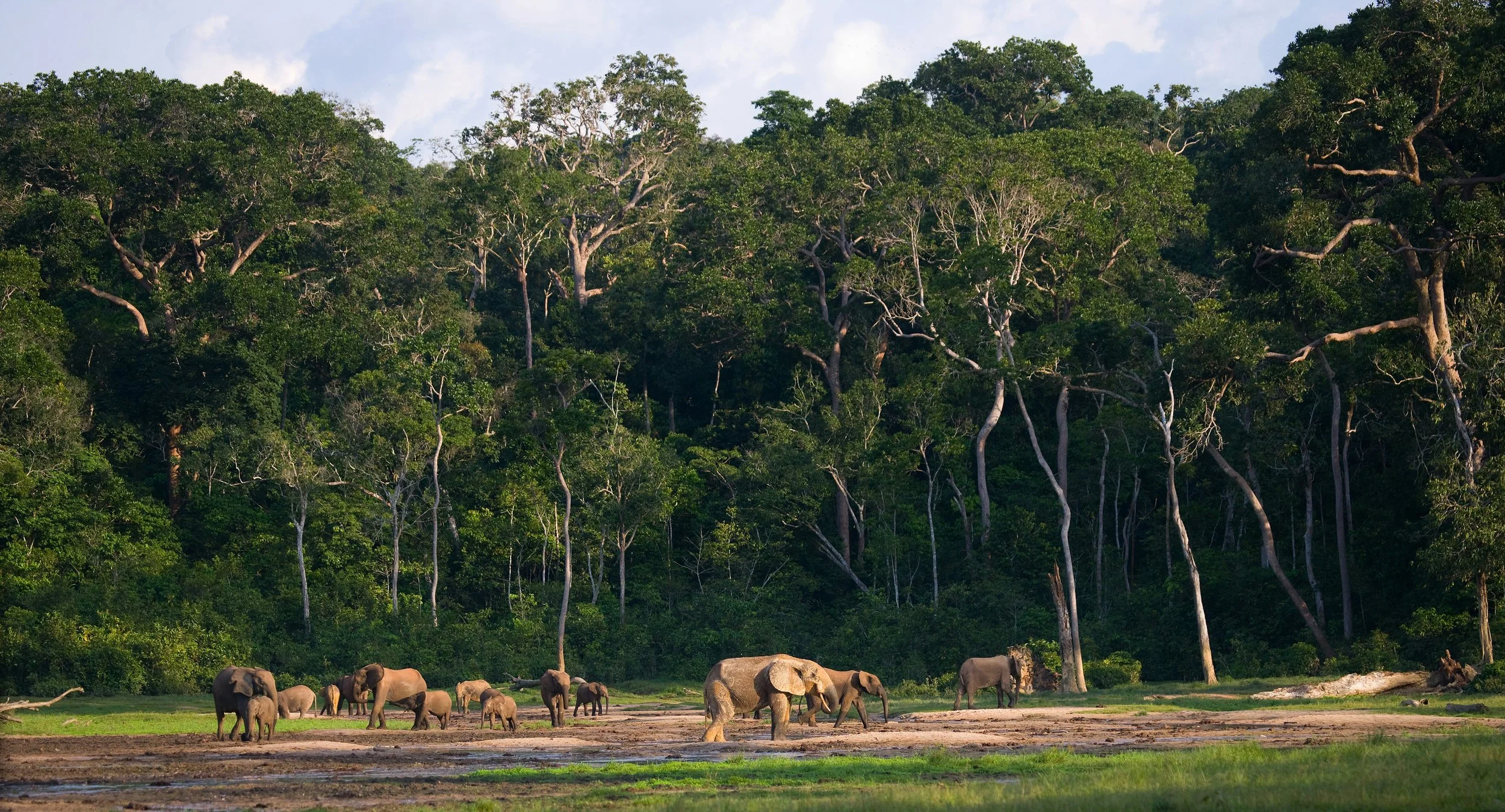 A herd of elephants walking along a grassy plain near a dense, green forest.