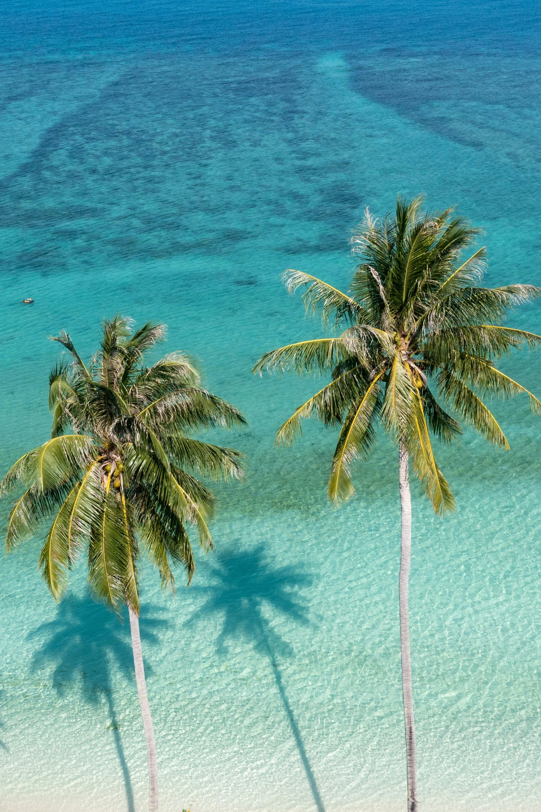 Zanzibar, Palm Tree, Beach, Tanzania