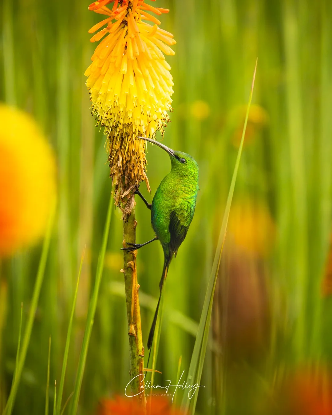 Bird, Sunbird, flower