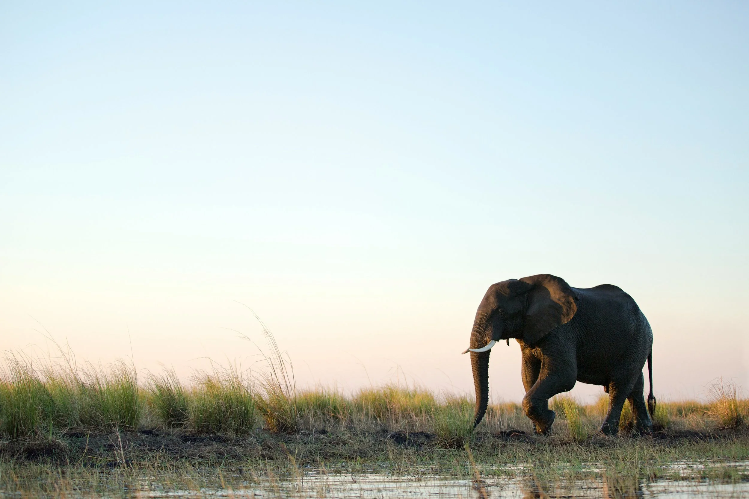 An elephant walking through a grassy wetland during sunset or sunrise.