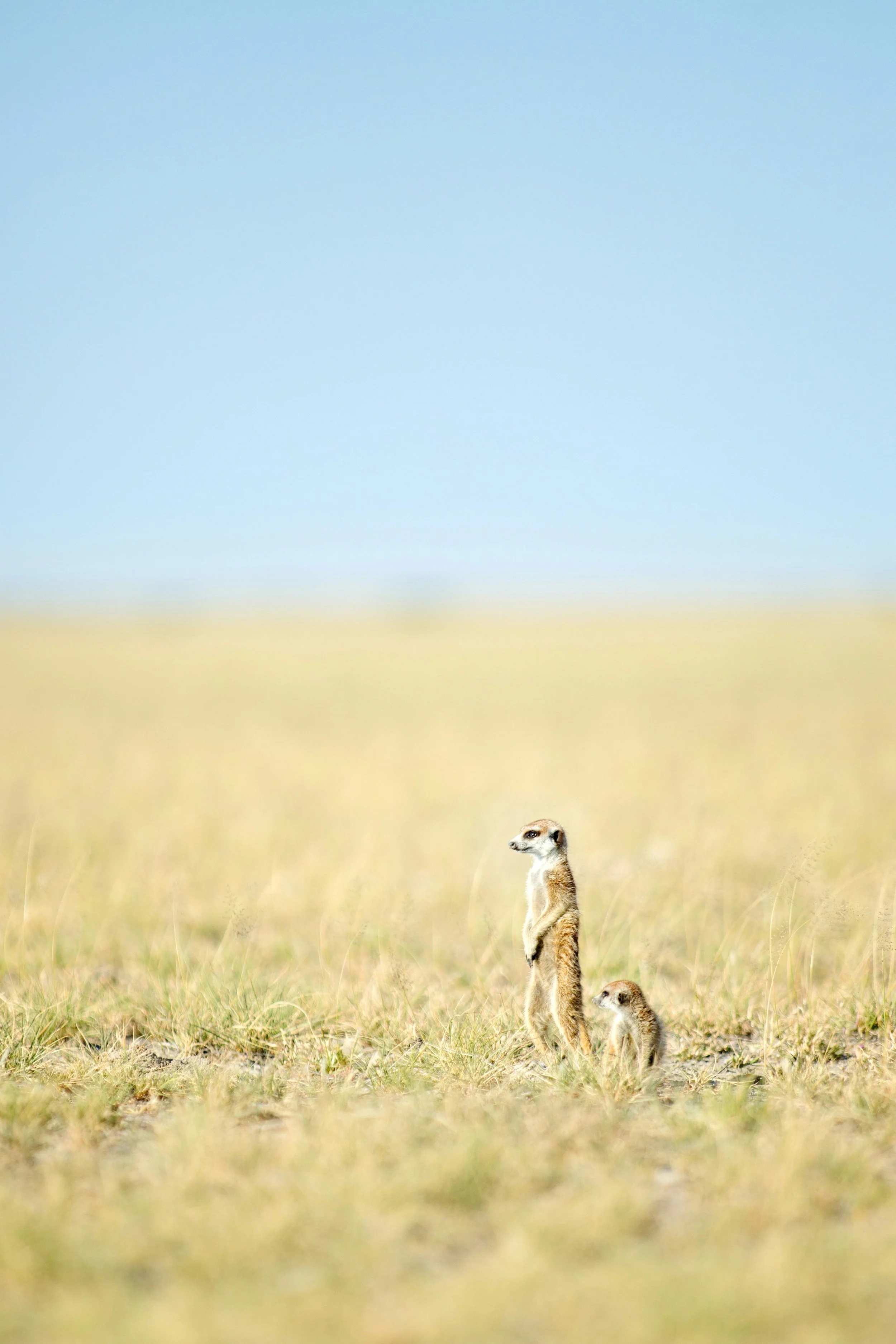 Botswana, Kalahari, Meerkat, Grassland, Africa