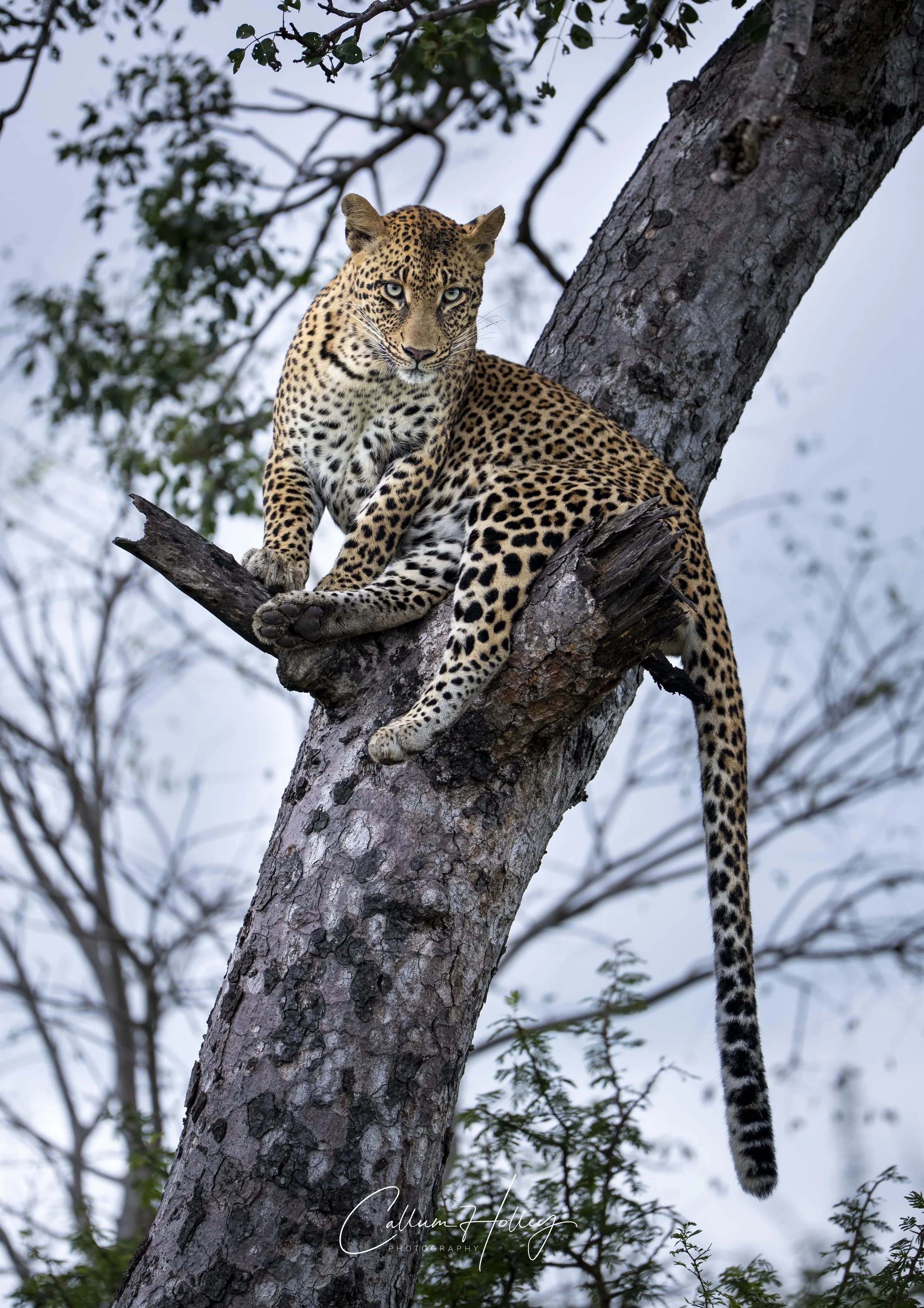 Leopard, Sabi Sands, Great Kruger
