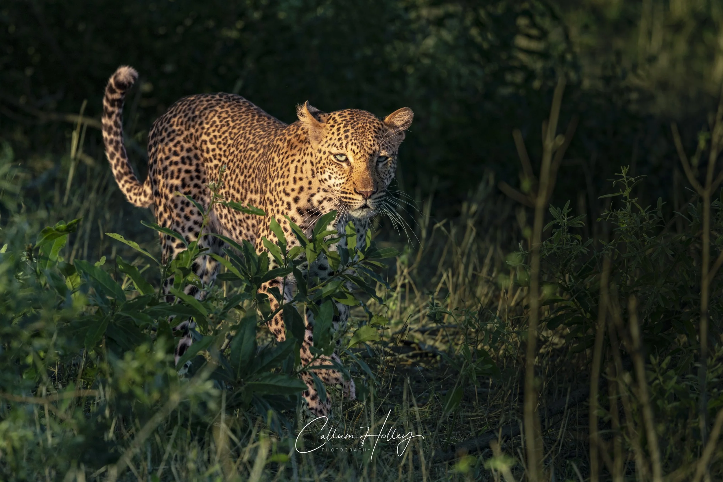 Leopard, Luangwa, Africa, Zambia