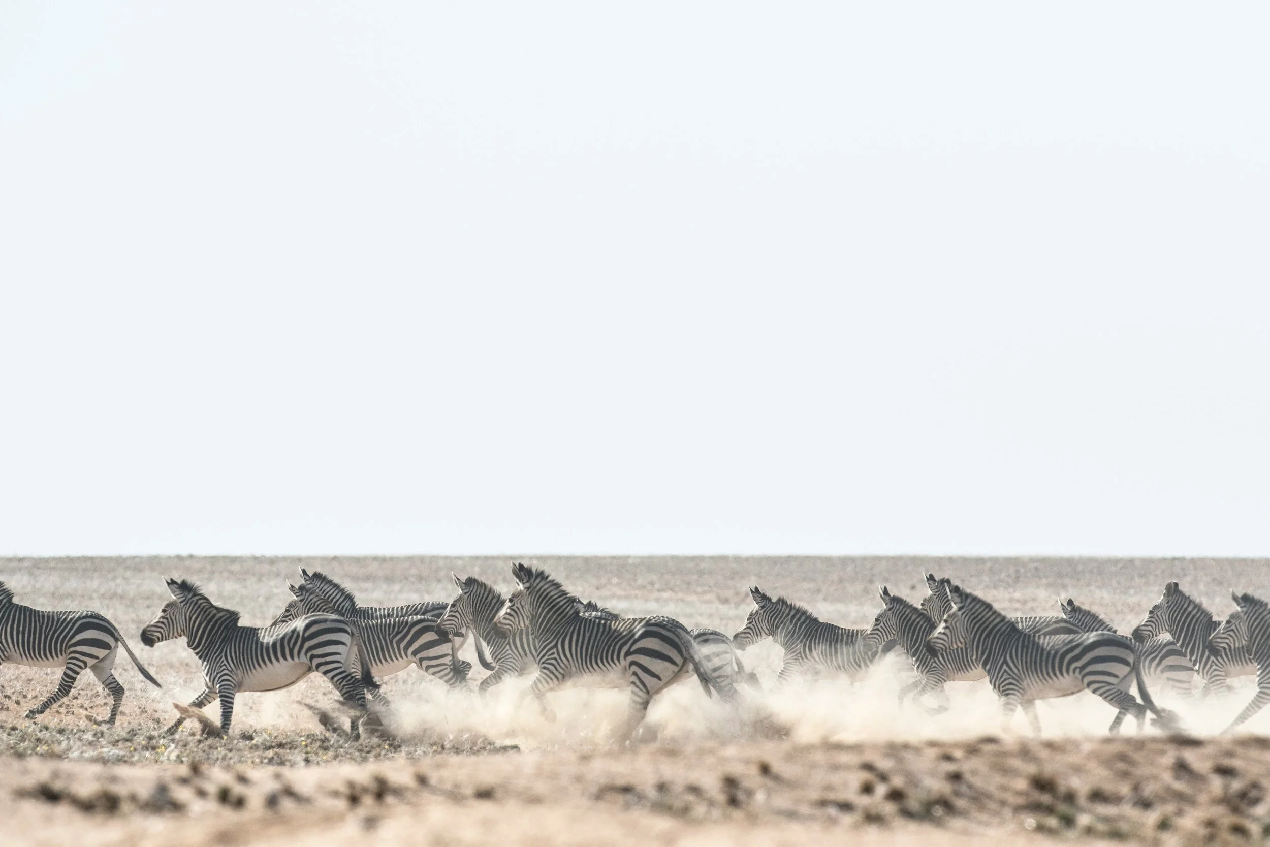 A herd of zebras running across a dusty landscape.